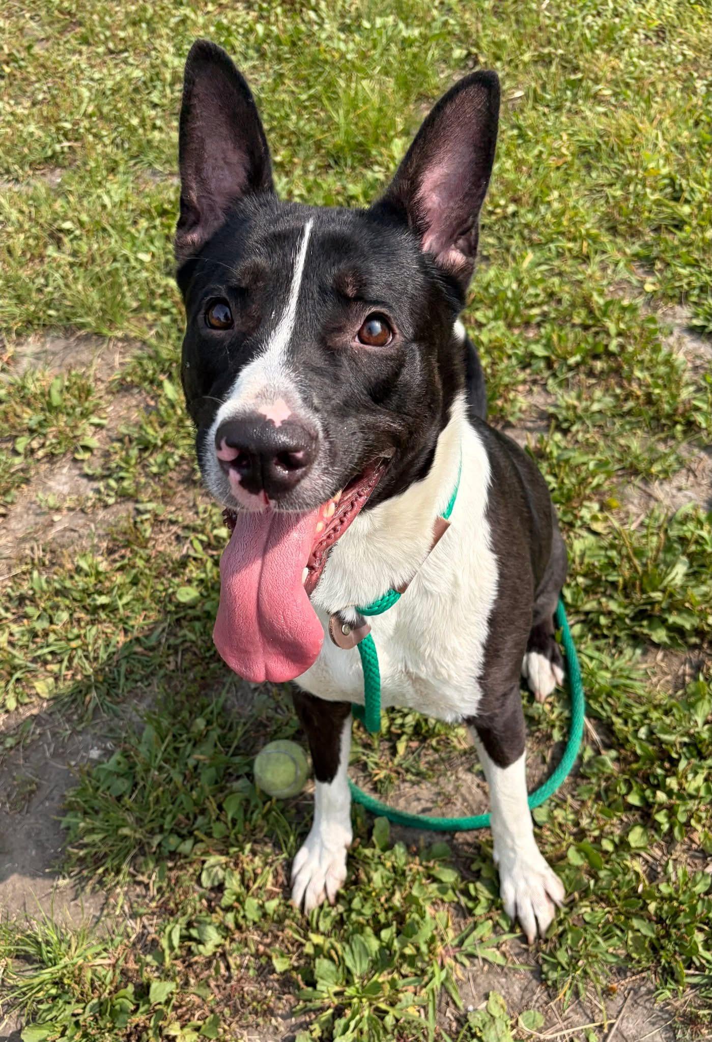 Enlarge Allegra, a ADOPTABLE Labrador Retriever in Chicago, IL image 4/6
