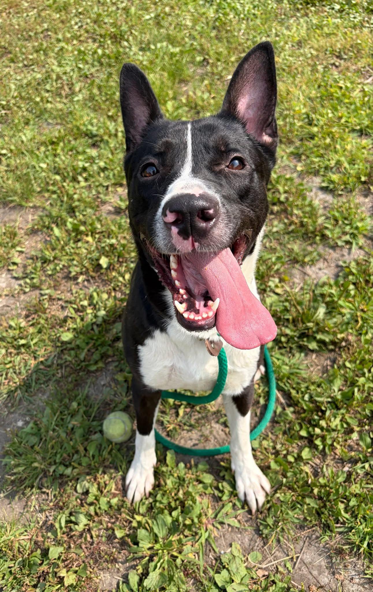 Enlarge Allegra, a ADOPTABLE Labrador Retriever in Chicago, IL image 1/6