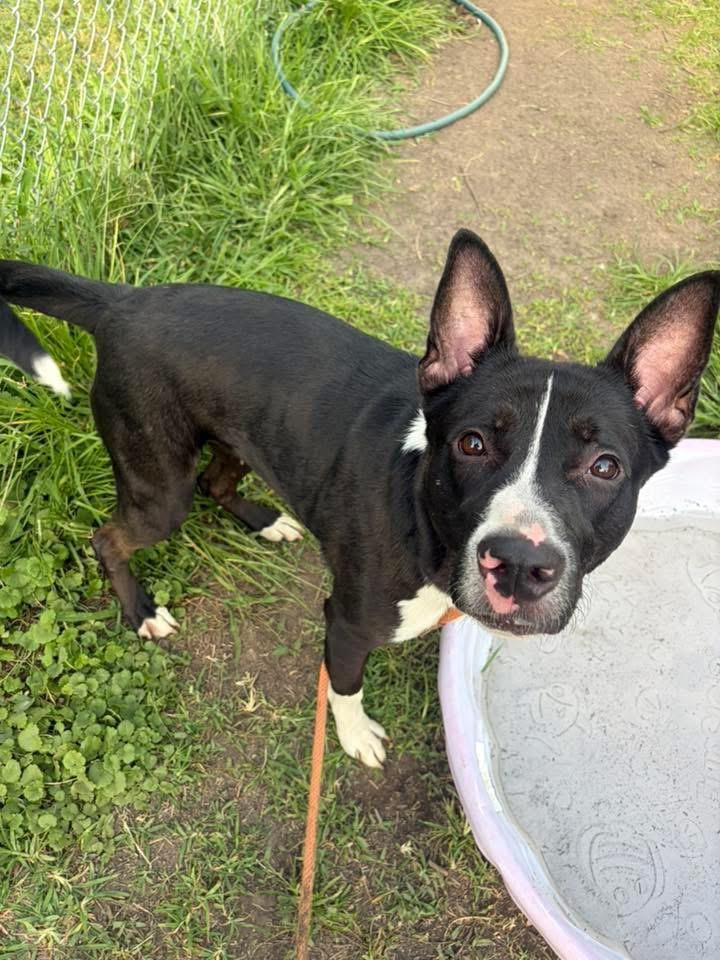 Enlarge Allegra, a ADOPTABLE Labrador Retriever in Chicago, IL image 3/6