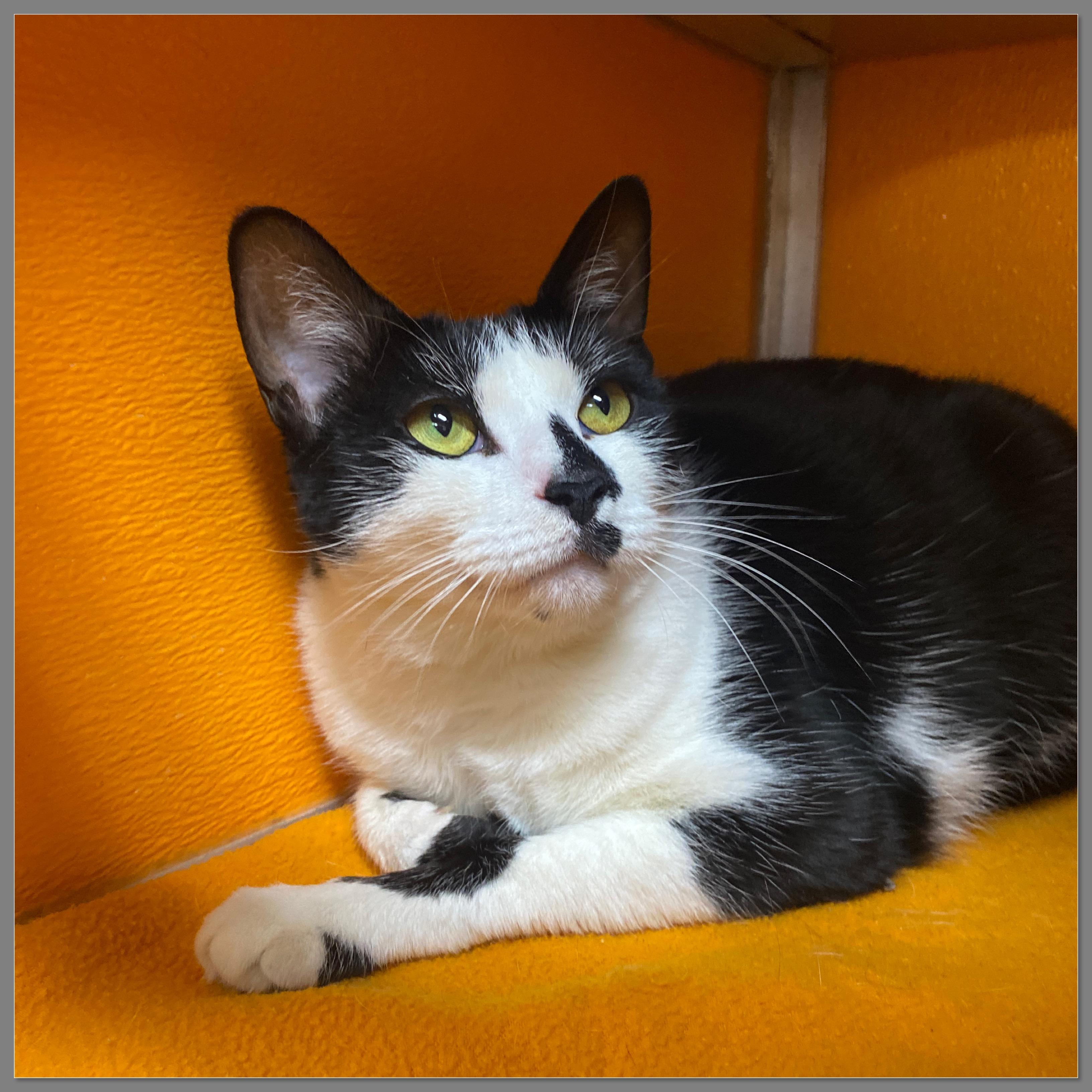 Enlarge Ziggy, a Adoptable Domestic Short Hair in Elyria, OH image 1/1