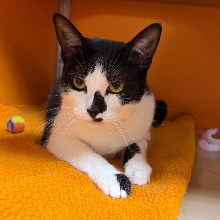 Enlarge Ziggy, an adopted Domestic Short Hair in Elyria, OH image 1/2