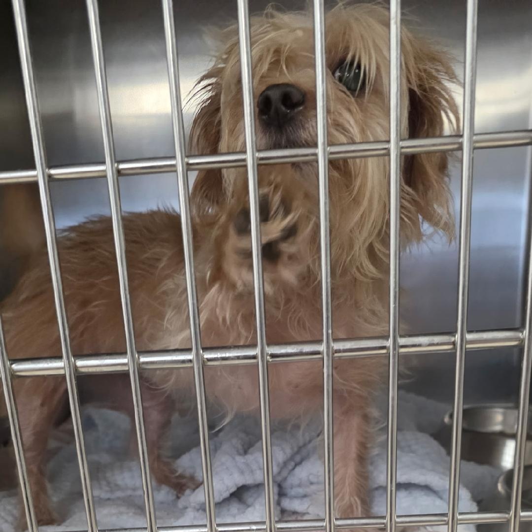 Davina, Adoptable, Adult Female Yorkshire Terrier & Terrier.