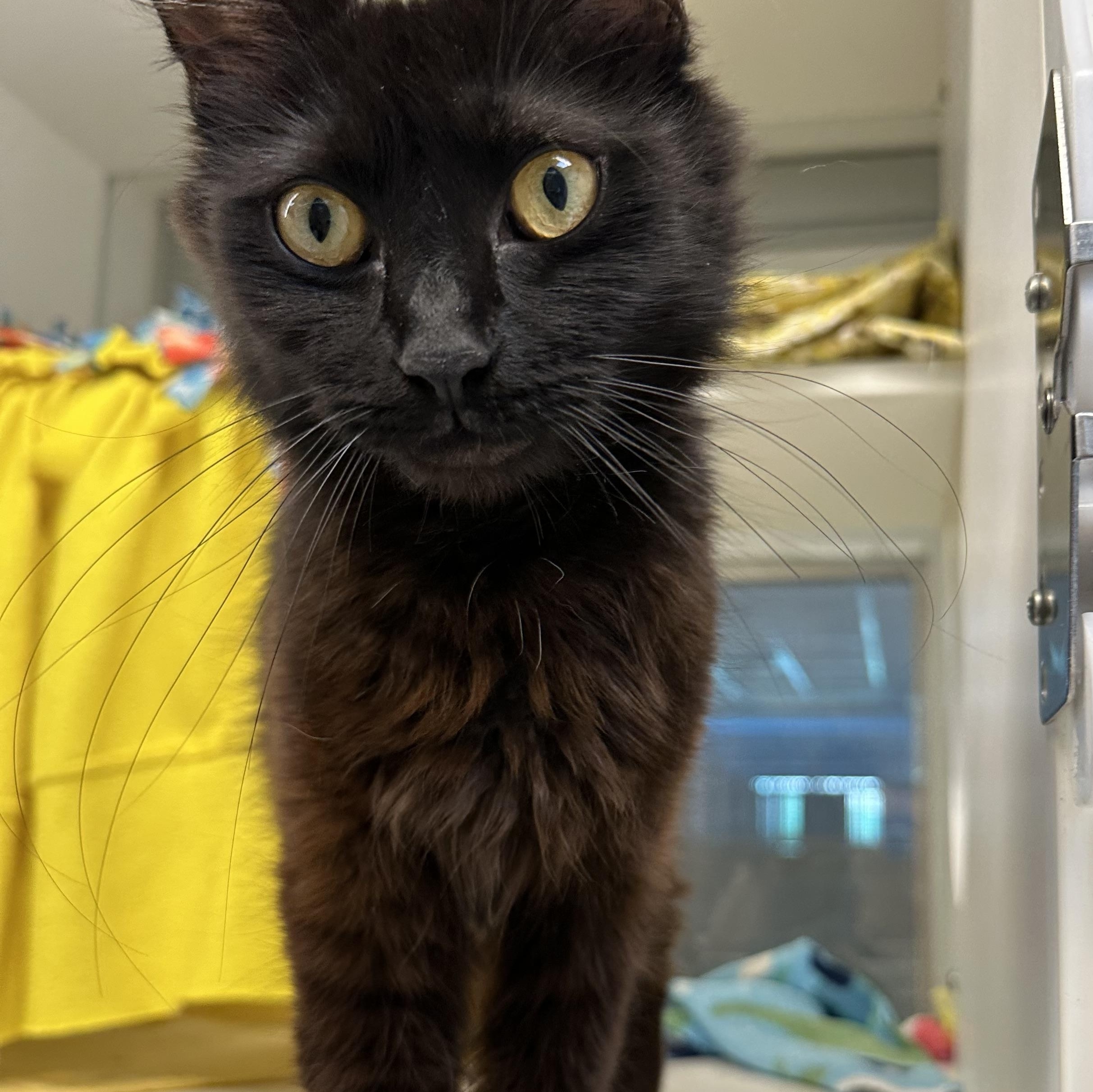 Livie (ID 47133/1925) photo 2