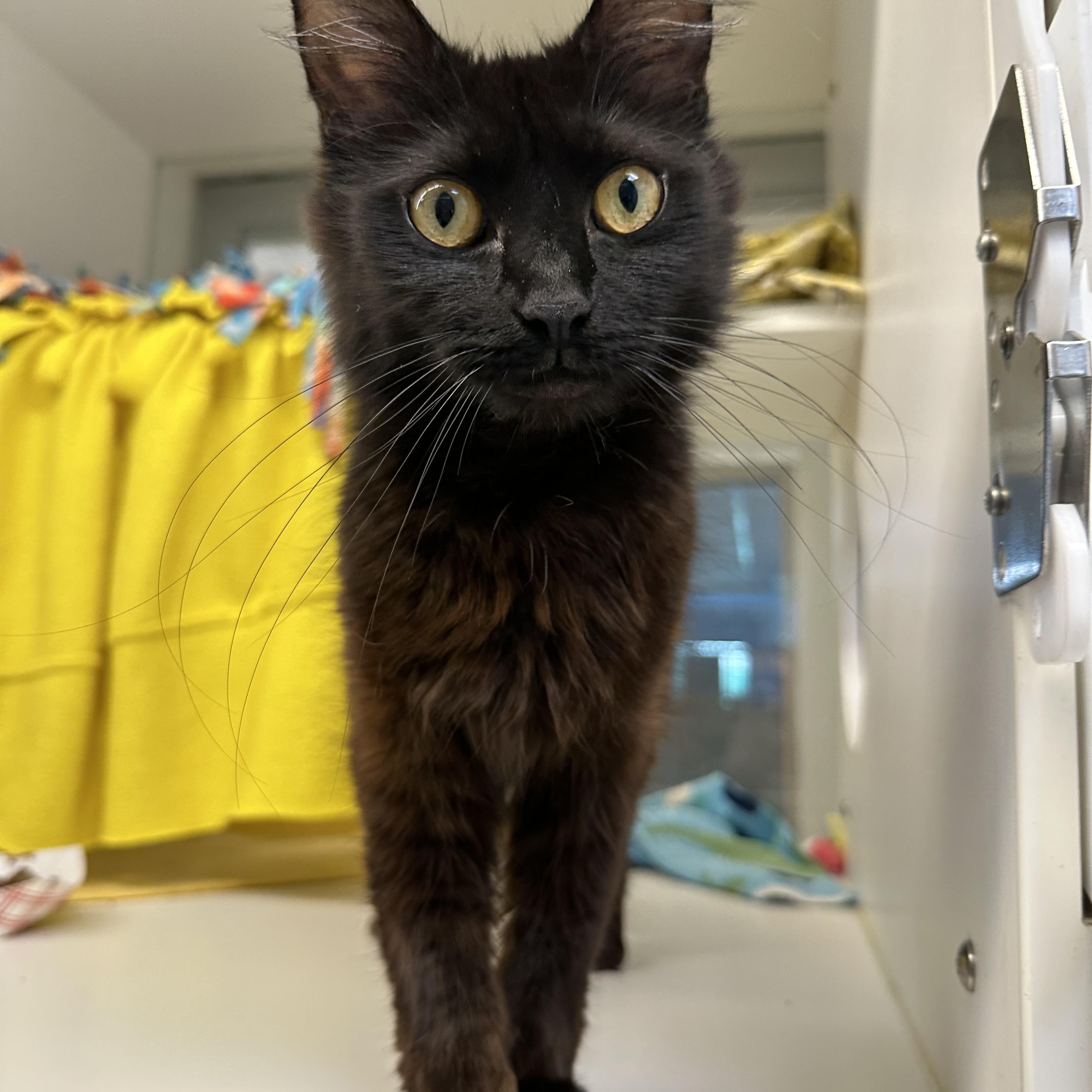 Livie (ID 47133/1925), Adult Female Domestic Short Hair
