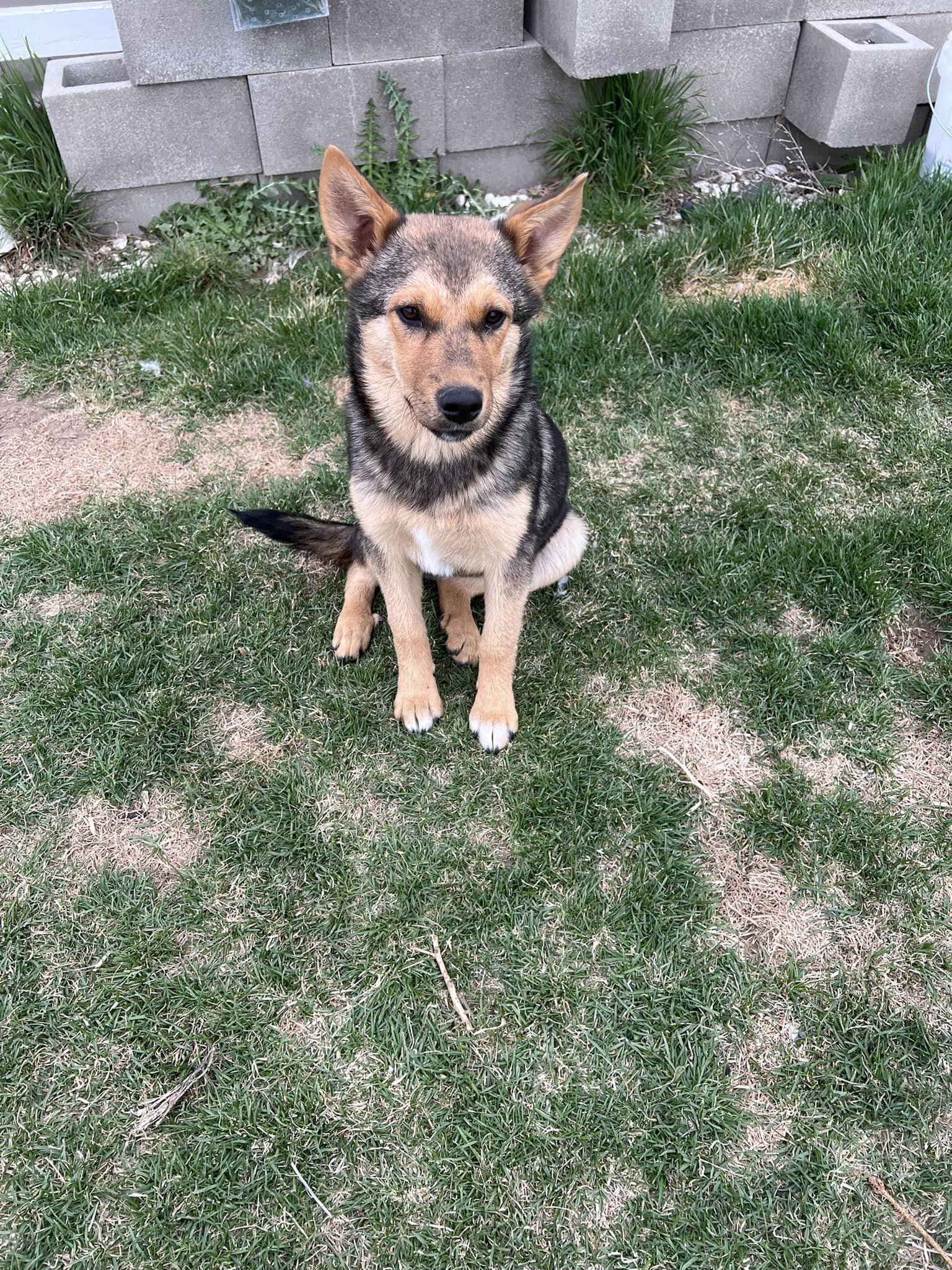 Olive, Adoptable, Adult Female German Shepherd Dog & Australian Shepherd.