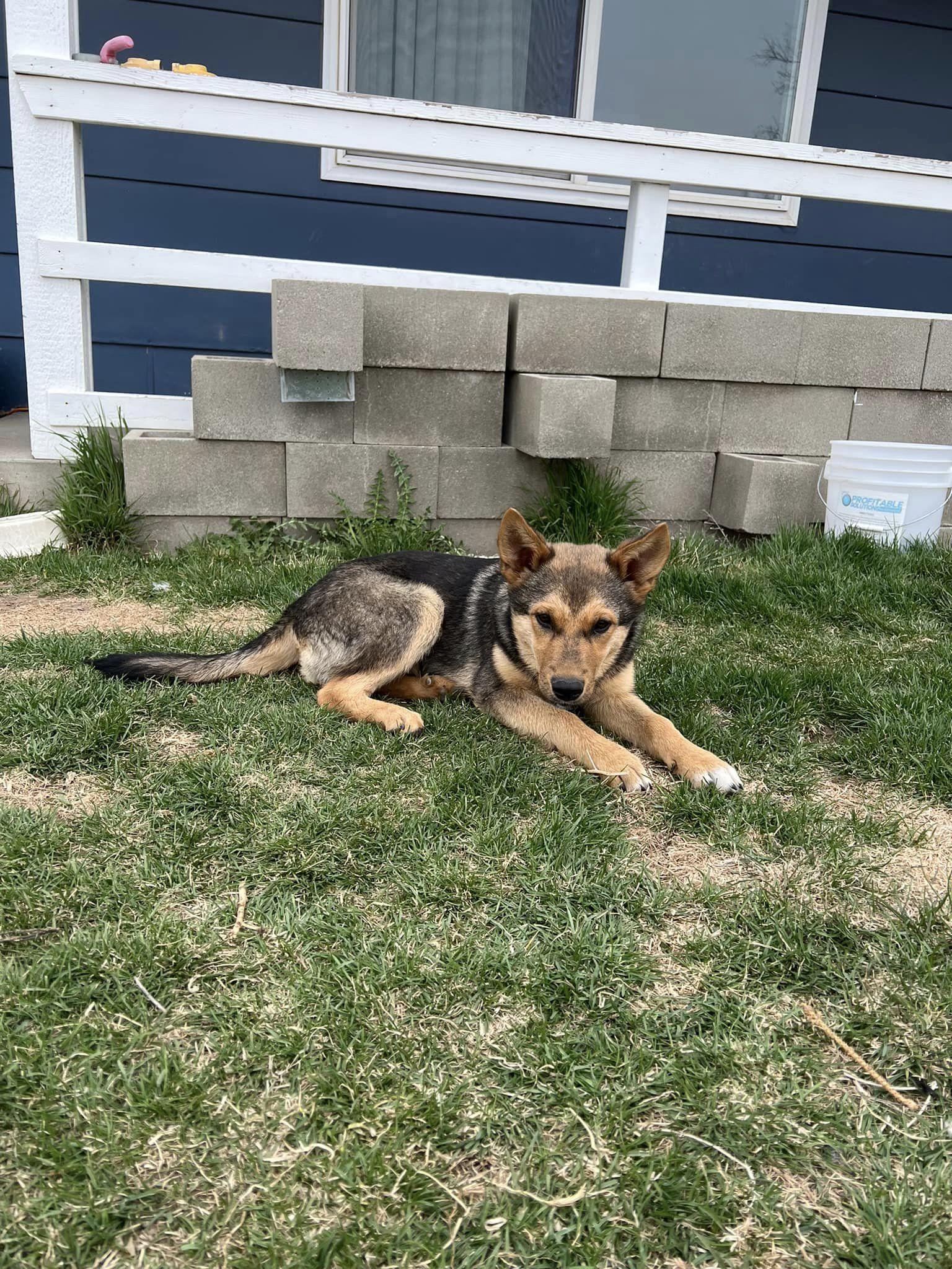 Enlarge Olive, a Adoptable mixed breed in West Richland, WA image 3/6