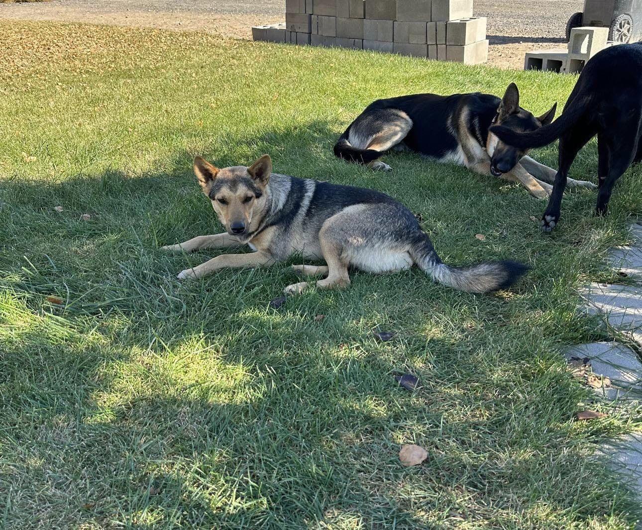 Enlarge Olive, a Adoptable mixed breed in West Richland, WA image 4/6