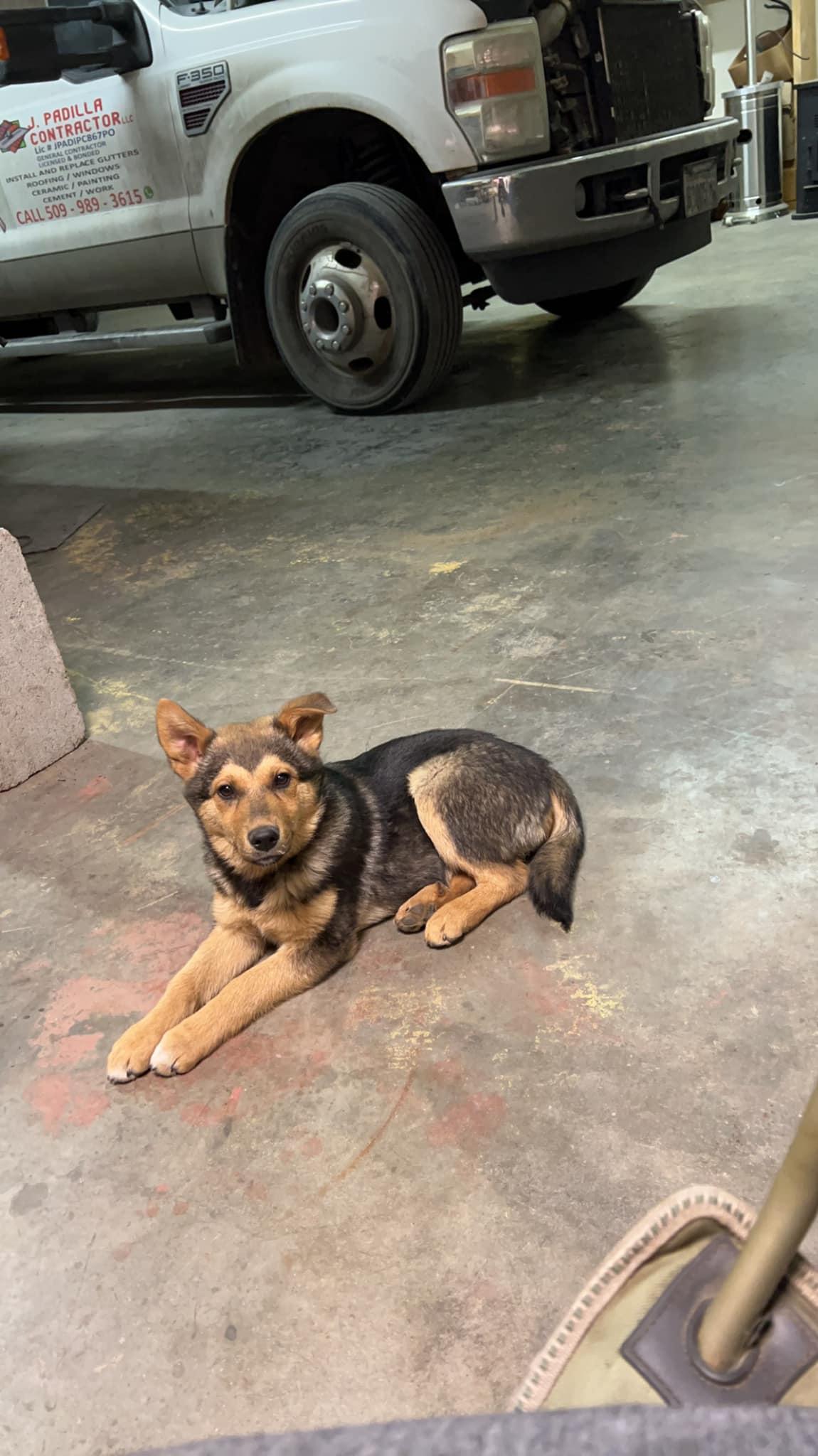 Enlarge Olive, a Adoptable mixed breed in West Richland, WA image 5/6