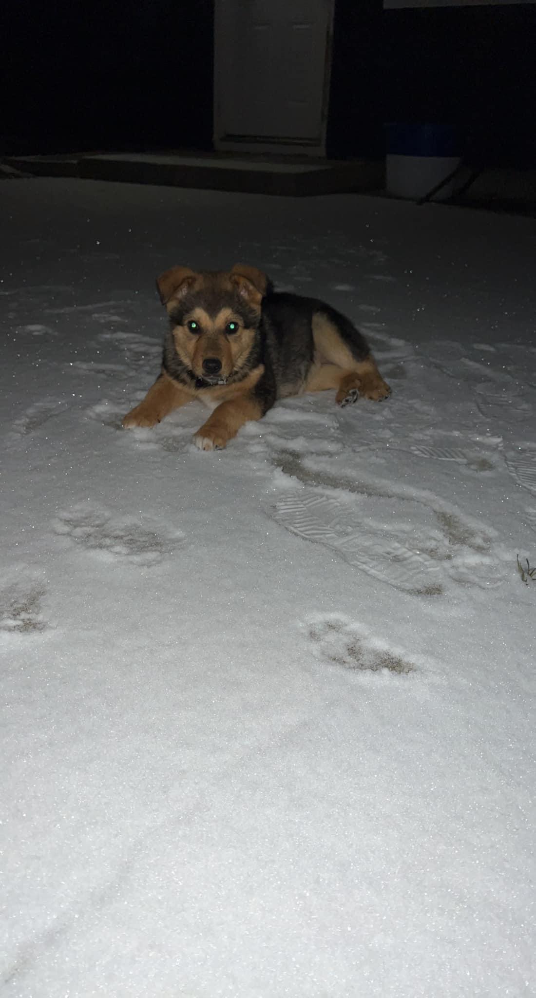 Enlarge Olive, a Adoptable mixed breed in West Richland, WA image 6/6