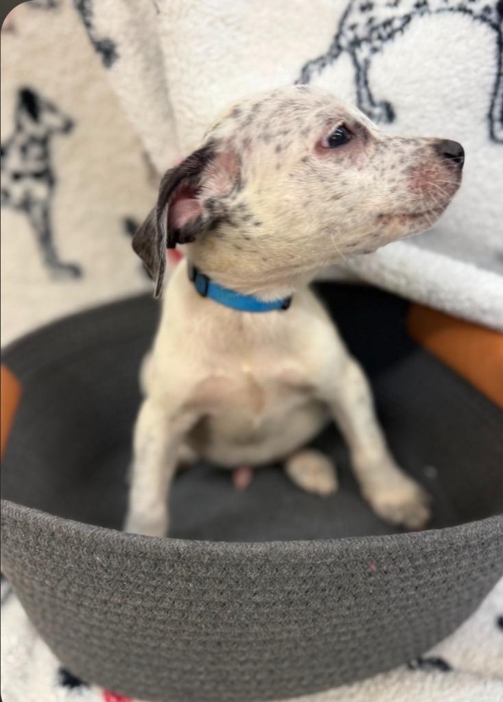 Jenks drk blue collar, Adoptable, Puppy Male Jack Russell Terrier.