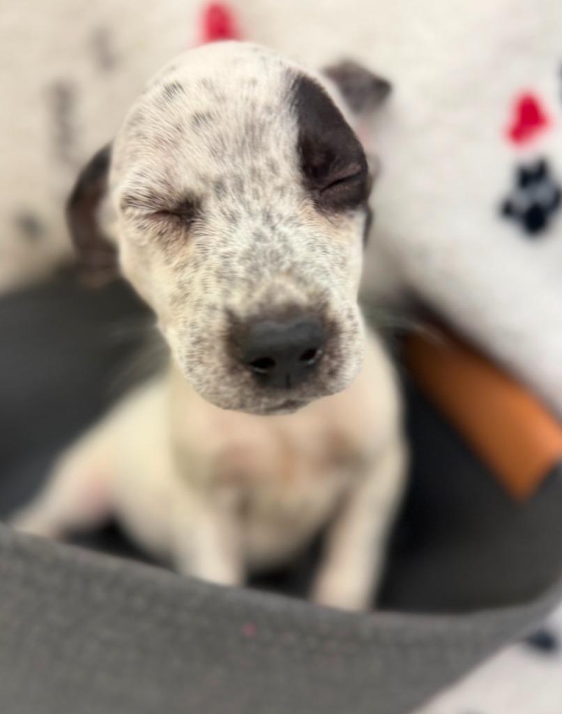 Enlarge Jenks drk blue collar, a Adoptable mixed breed in Syracuse, IN image 2/5
