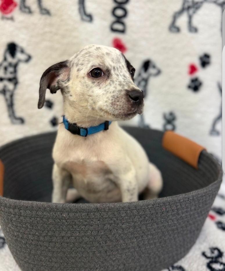 Enlarge Jenks drk blue collar, a Adoptable mixed breed in Syracuse, IN image 5/5