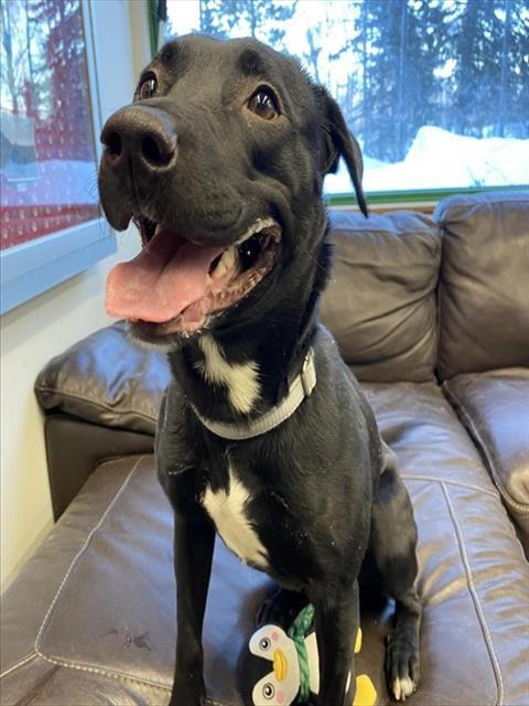 COCO, Adoptable, Young Female Labrador Retriever & Mixed Breed.