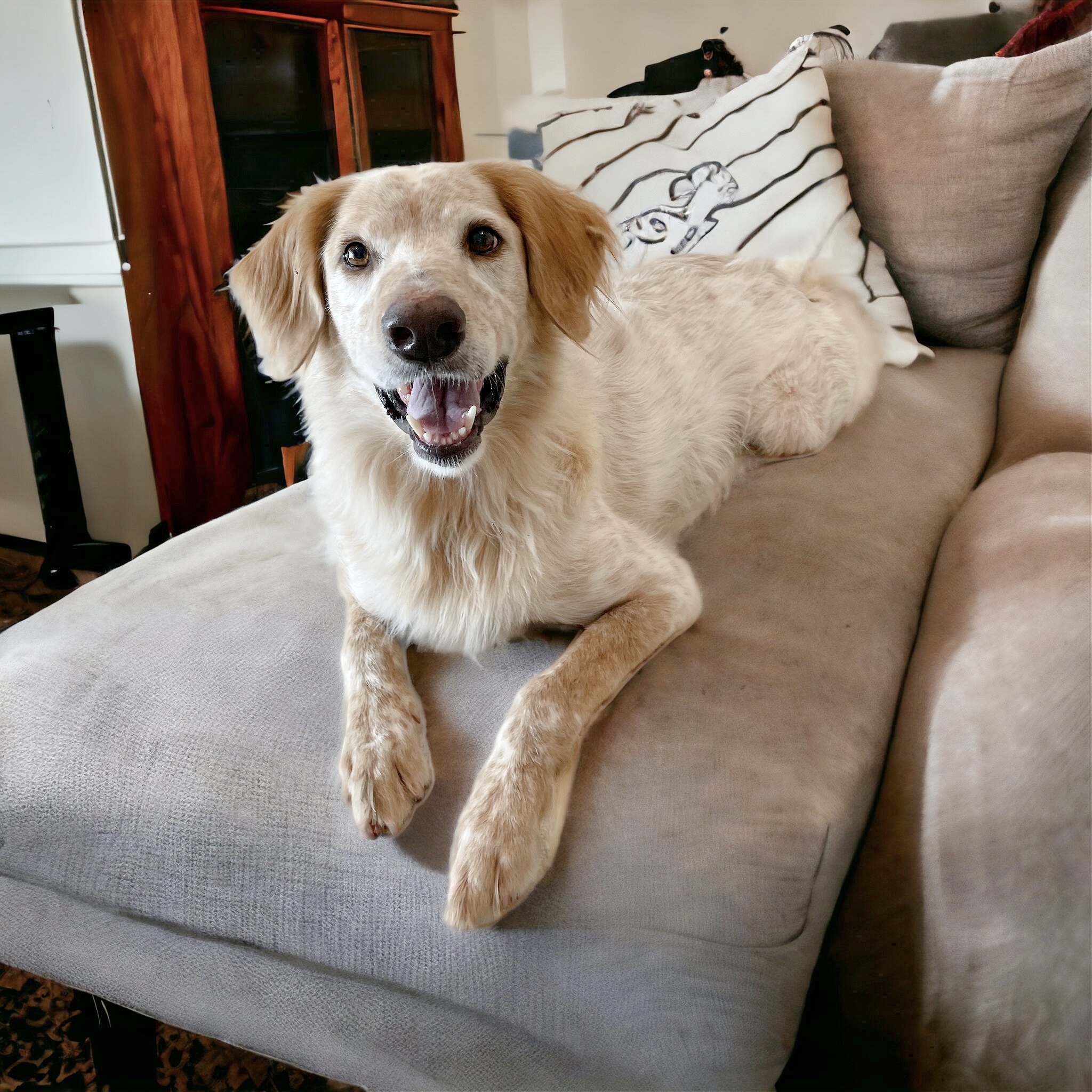 Enlarge Shiner the country boy, a Adoptable mixed breed in West Hartford , CT image 1/6
