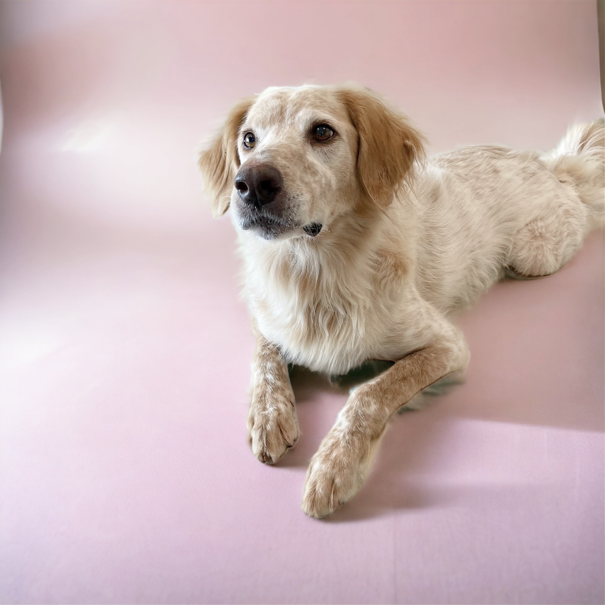 Enlarge Shiner the country boy, a Adoptable mixed breed in West Hartford , CT image 5/6