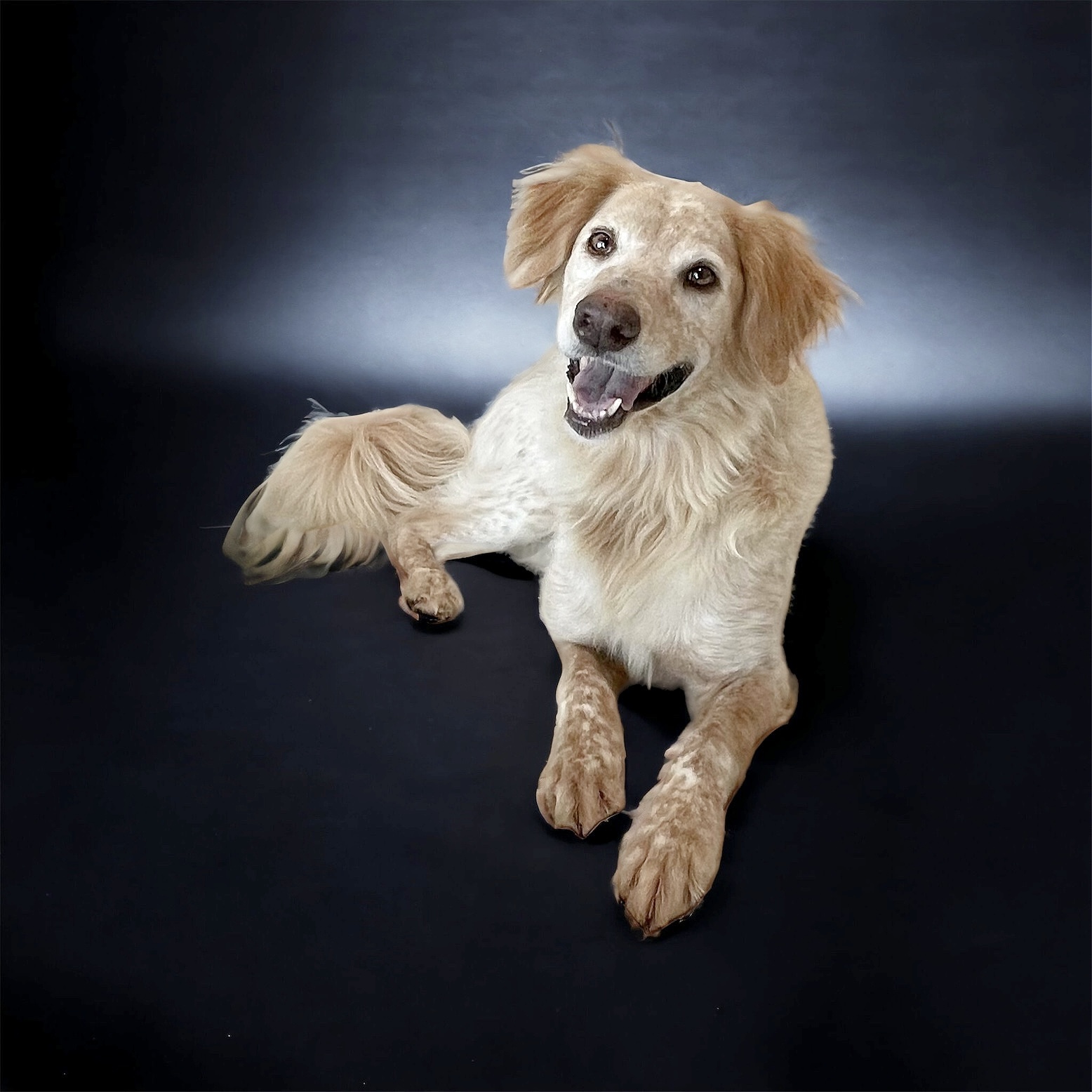 Enlarge Shiner the country boy, a Adoptable mixed breed in West Hartford , CT image 2/6