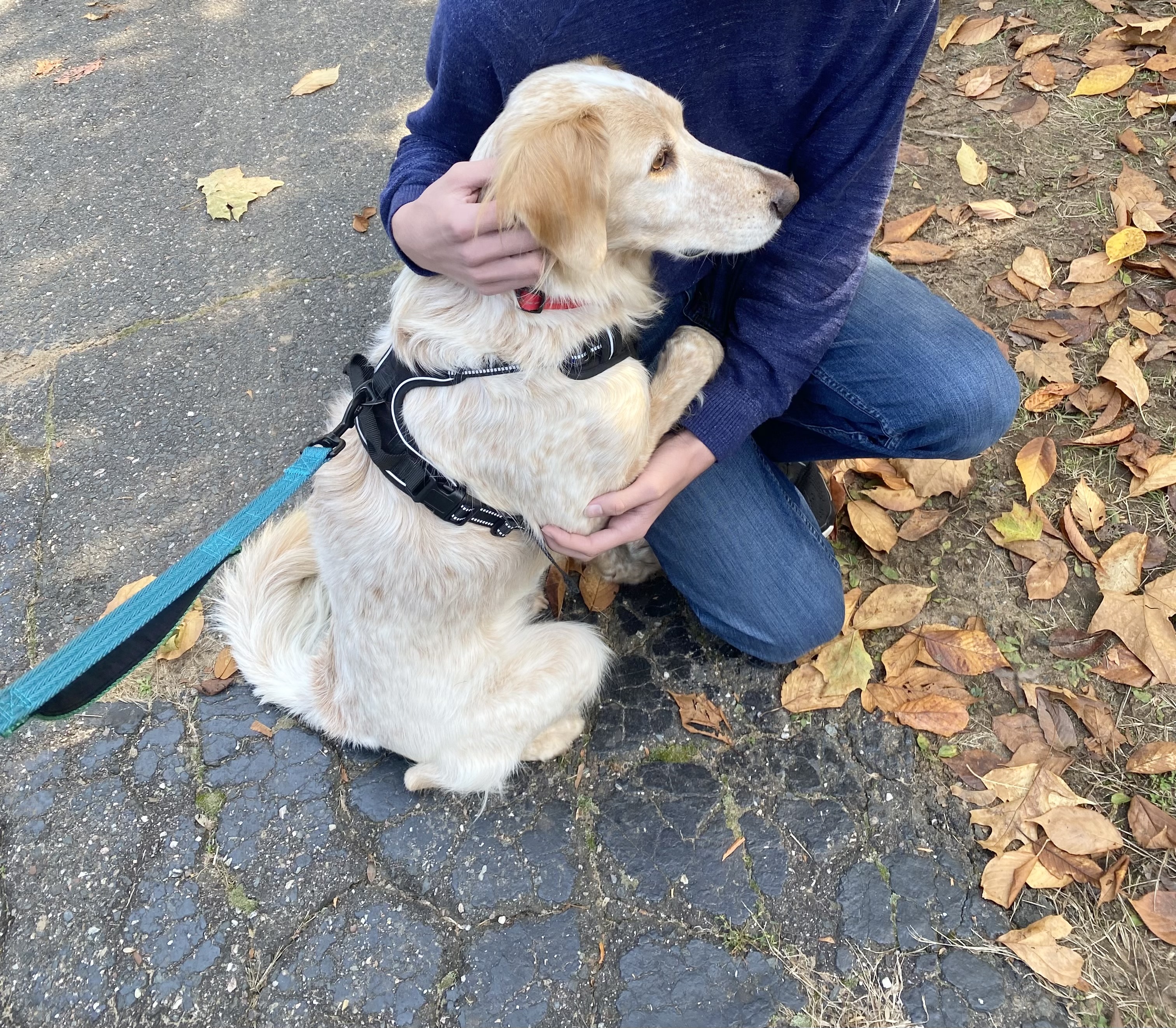 Shiner the country boy — thumbnail 4