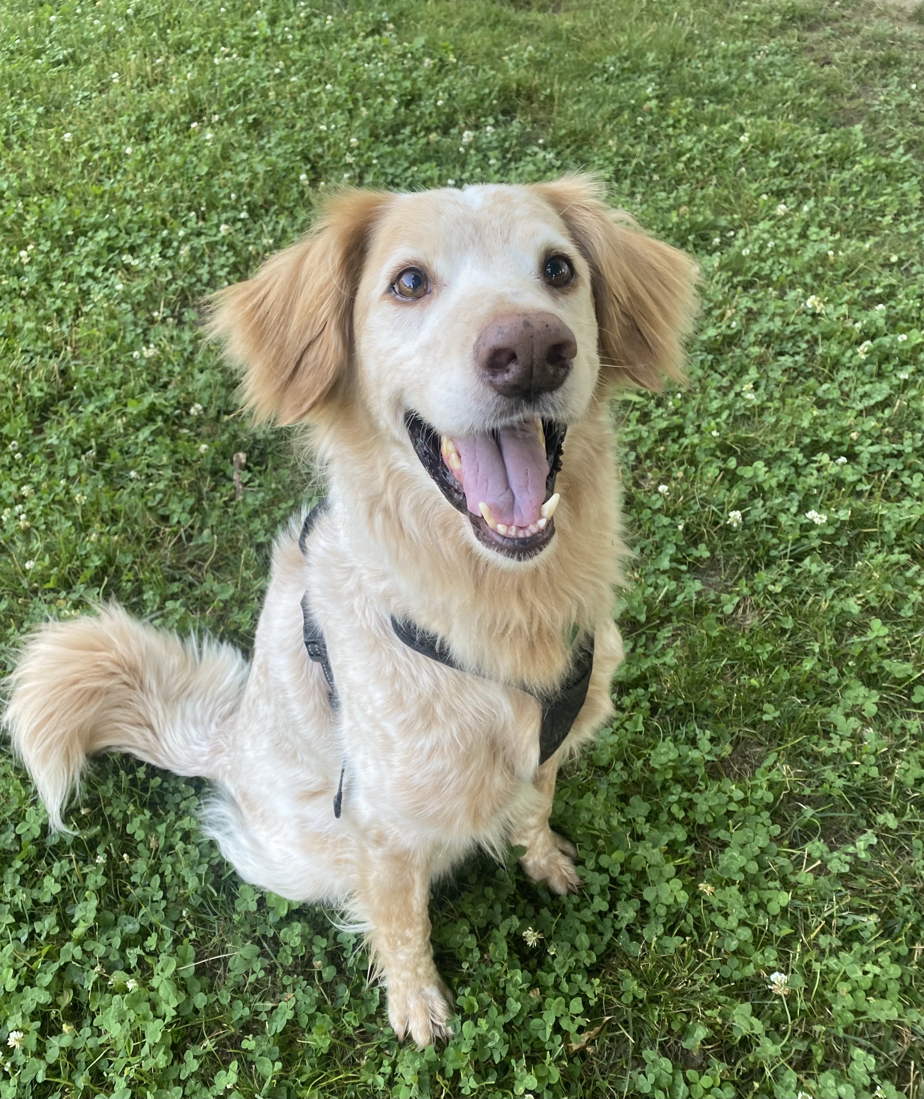 Enlarge Shiner the country boy, a Adoptable mixed breed in West Hartford , CT image 4/6