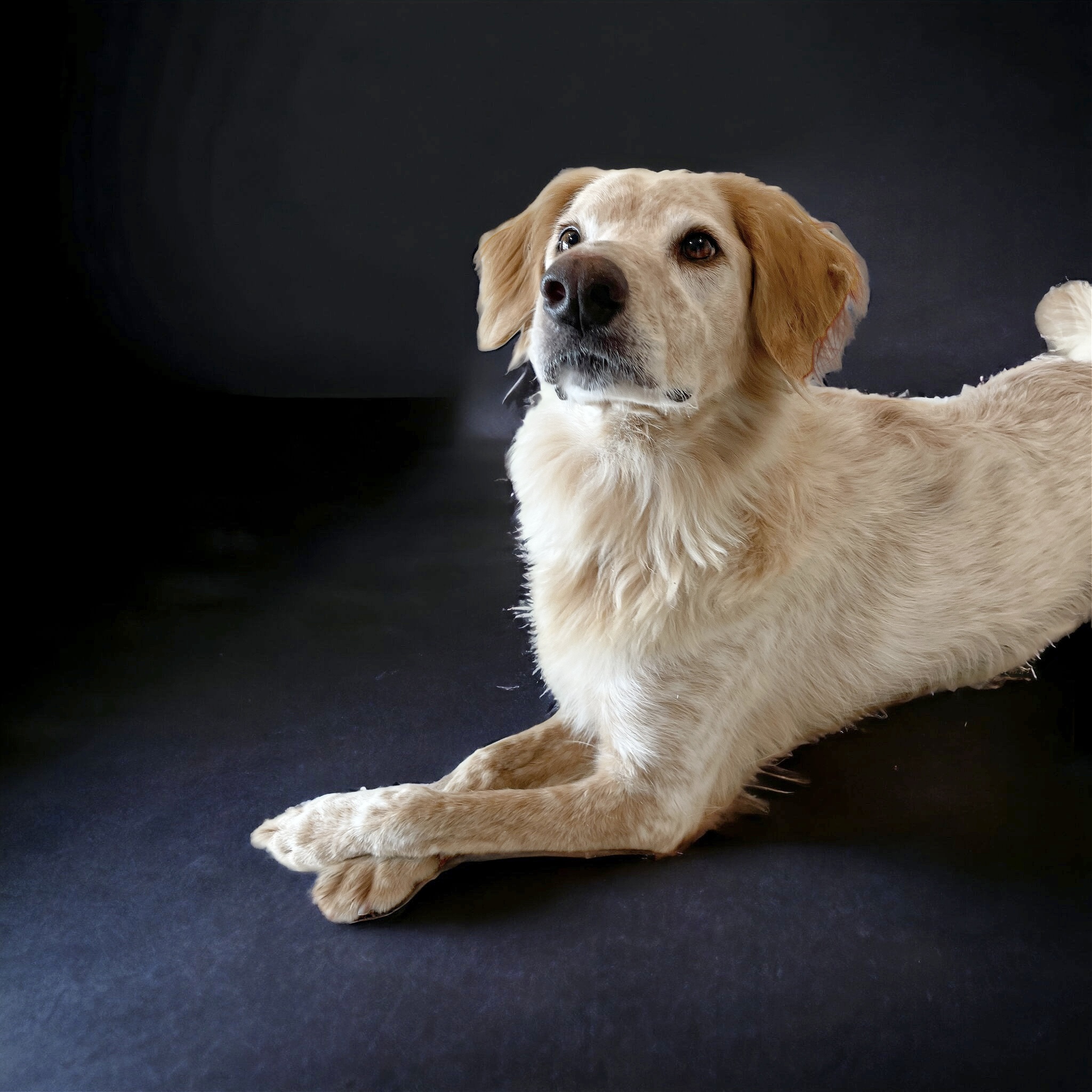 Enlarge Shiner the country boy, a Adoptable mixed breed in West Hartford , CT image 6/6