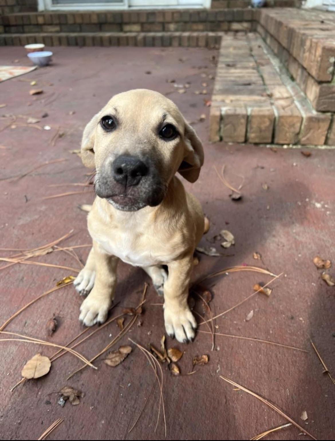 Stevie (CL 2023), Adoptable, Young Female Hound.