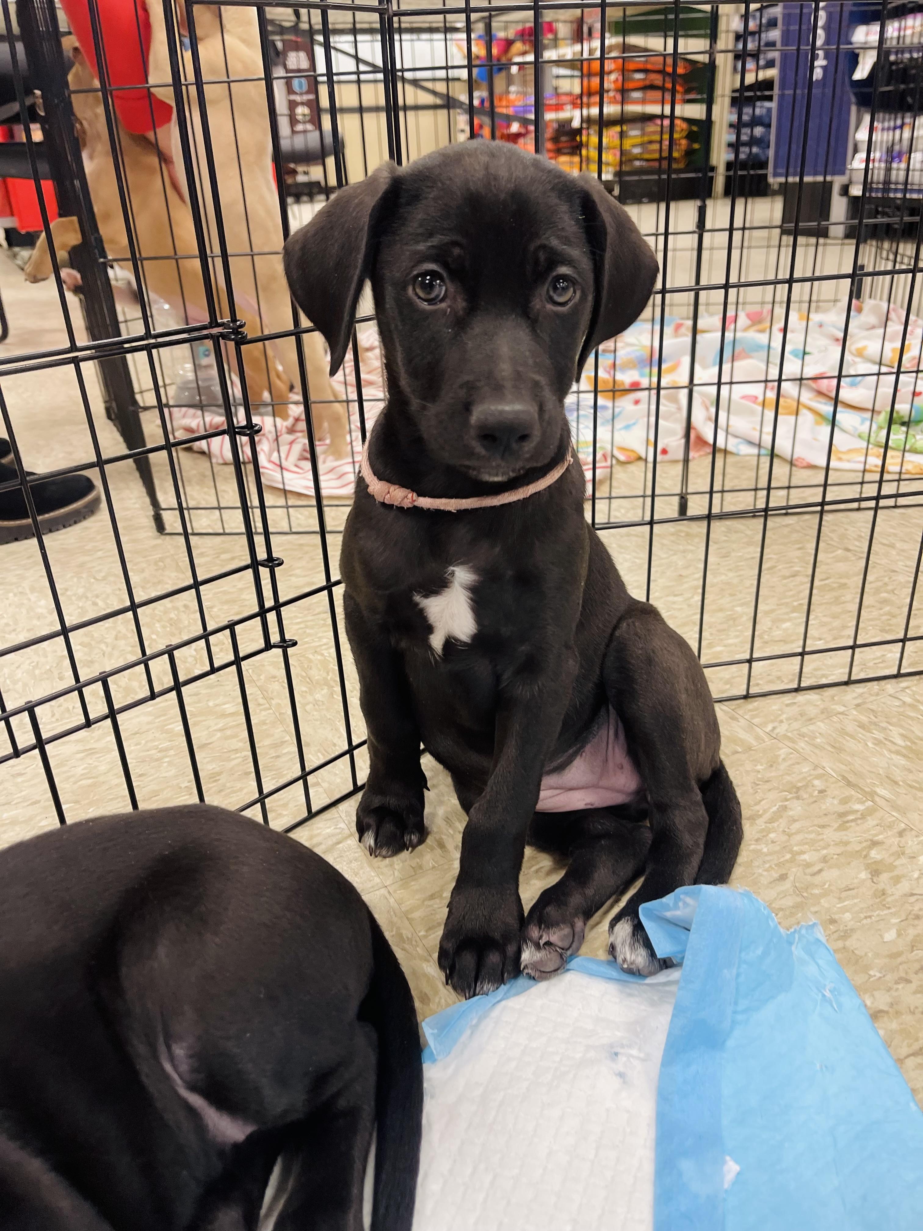 Georgia , ADOPTABLE, Puppy Female Labrador Retriever & Weimaraner.