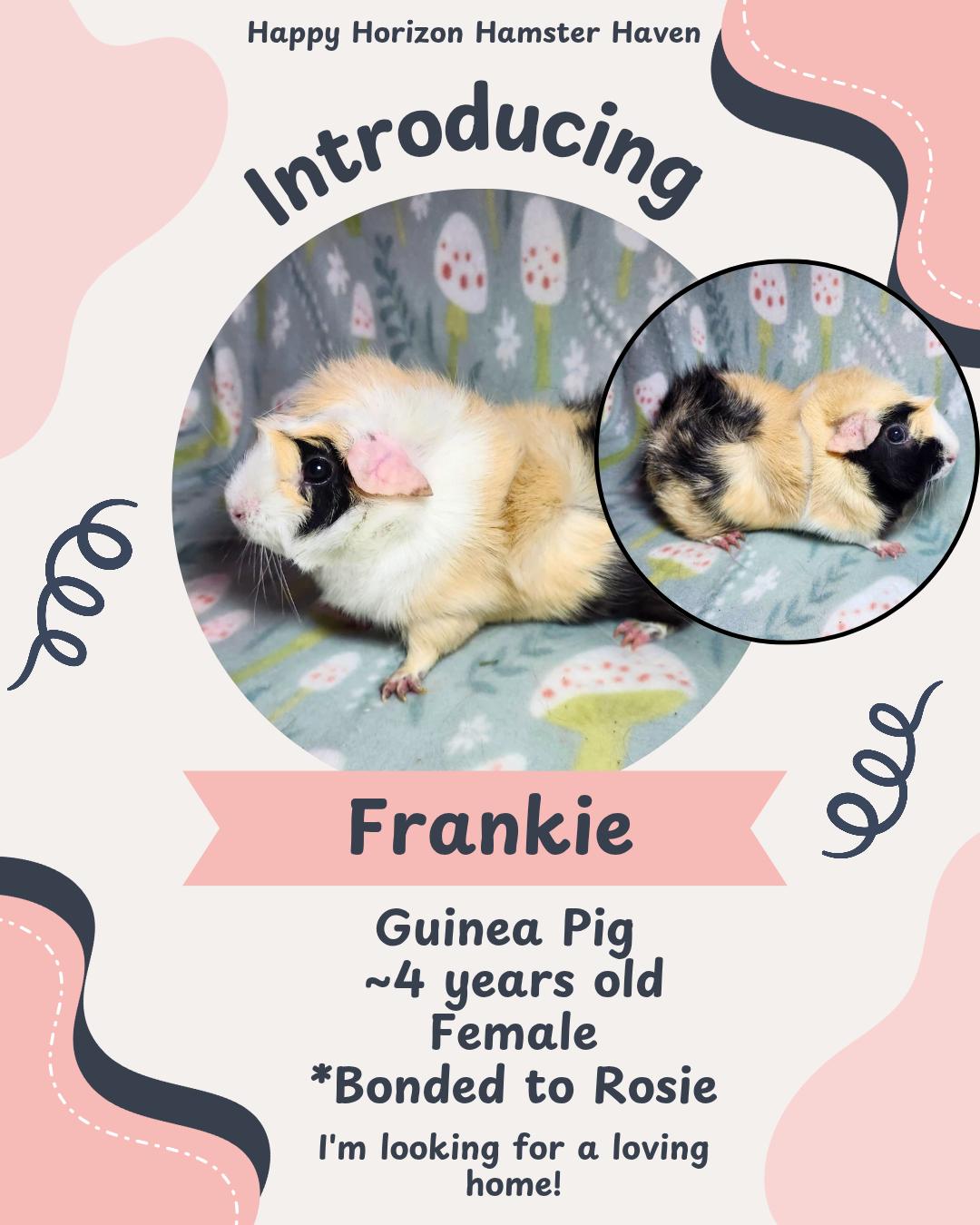 Enlarge Rosie and Frankie, an adopted American in West Chester, OH image 2/2