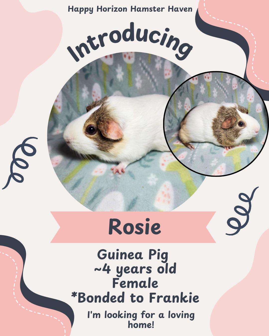 Enlarge Rosie and Frankie, an adopted American in West Chester, OH image 1/2