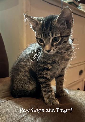 PawSwipe, Adoptable, Kitten Female Domestic Short Hair.