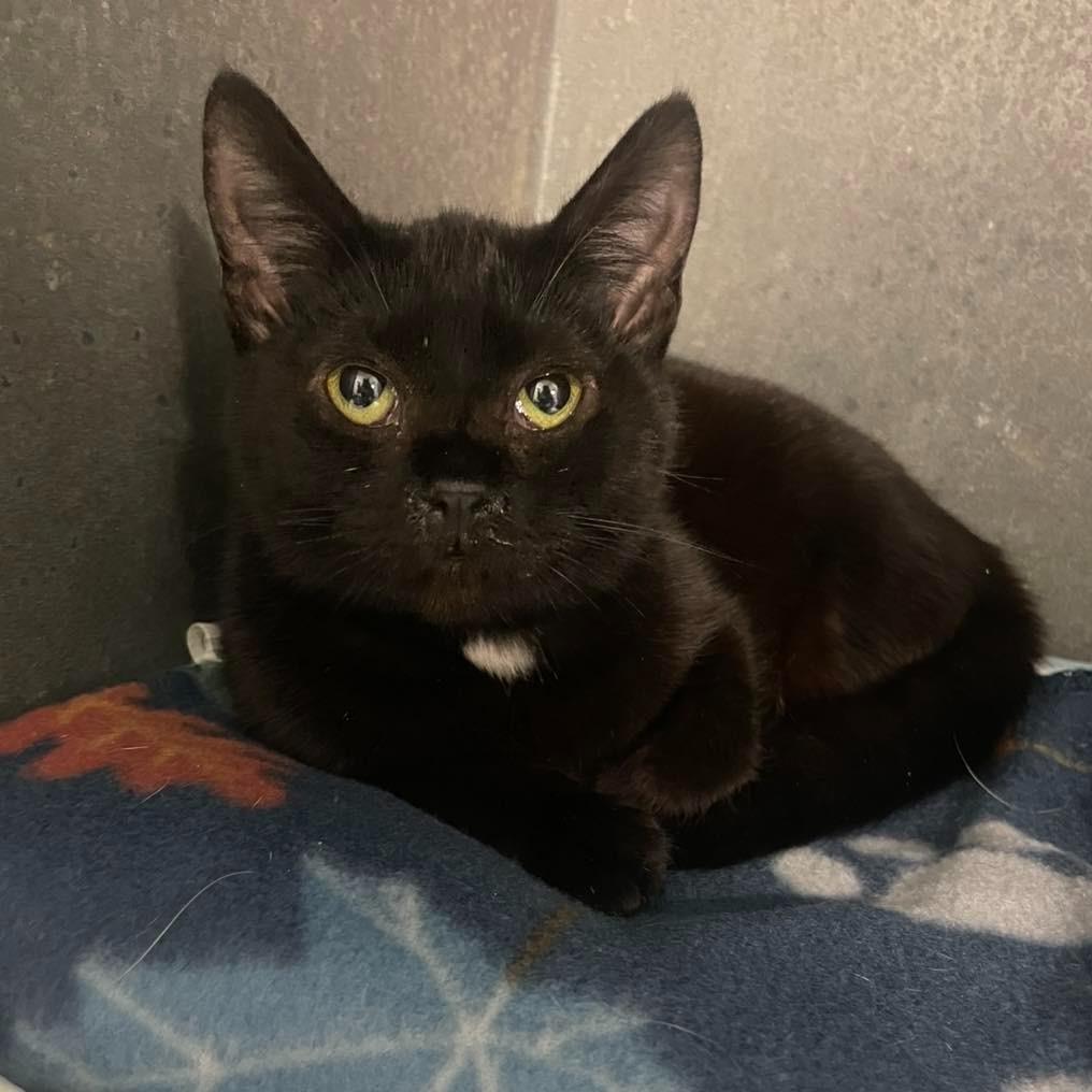 Sinclair , adopted, Adult Female Domestic Short Hair.