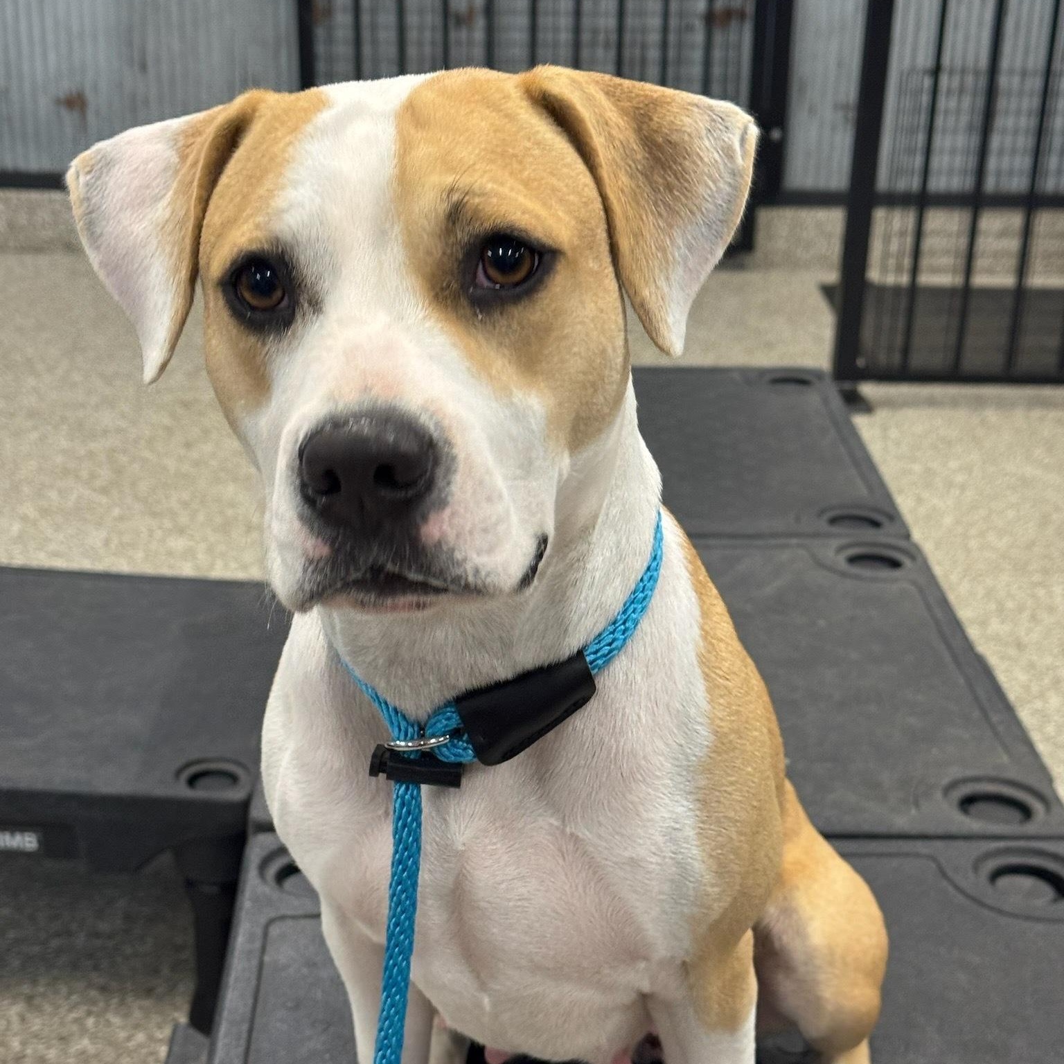 Enlarge Angel Has Landed, a ADOPTABLE mixed breed in Lake Forest, IL image 6/6