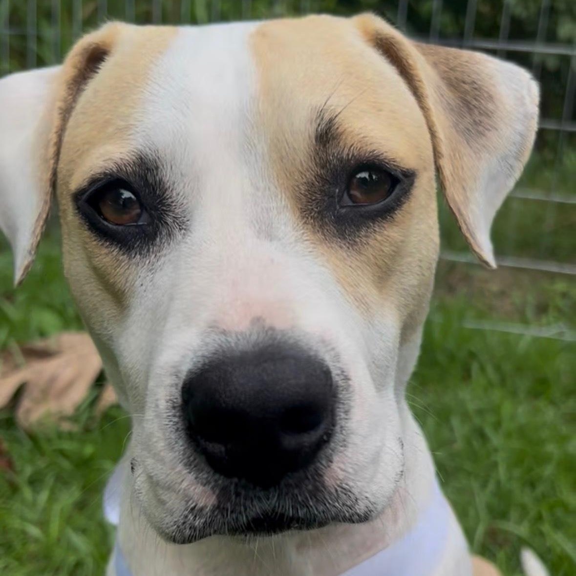 Enlarge Angel Has Landed, a ADOPTABLE mixed breed in Lake Forest, IL image 2/6