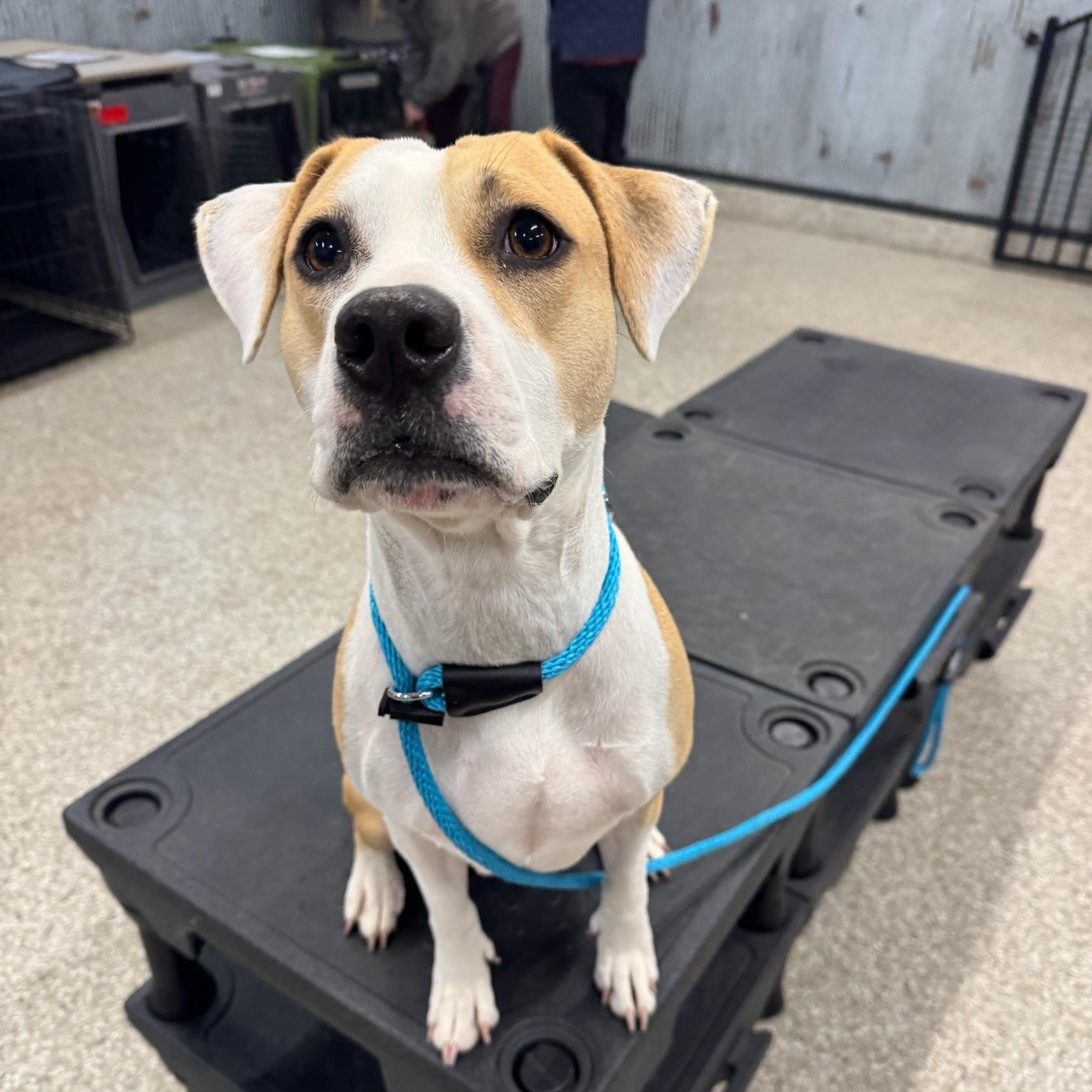 Enlarge Angel Has Landed, a ADOPTABLE mixed breed in Lake Forest, IL image 5/6