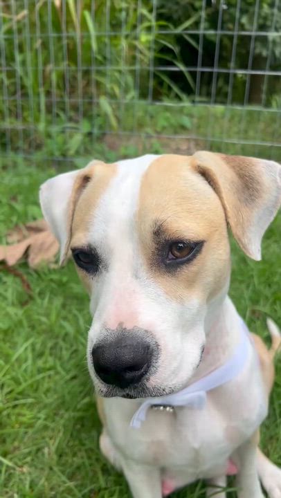 Enlarge Angel Has Landed, a ADOPTABLE mixed breed in Lake Forest, IL video 3/6