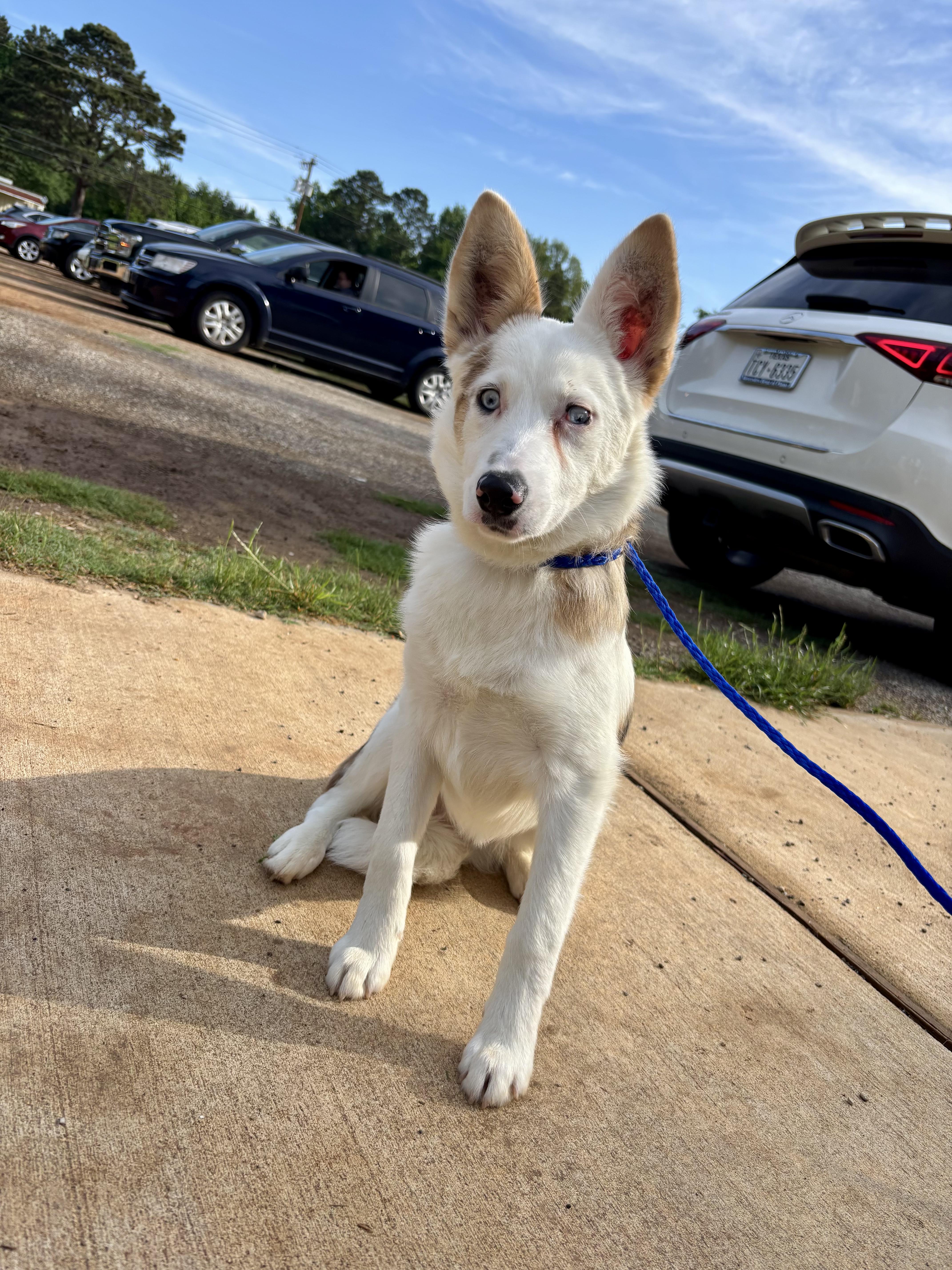 Enlarge Ellie, a Adoptable mixed breed in Evans City, PA image 3/6