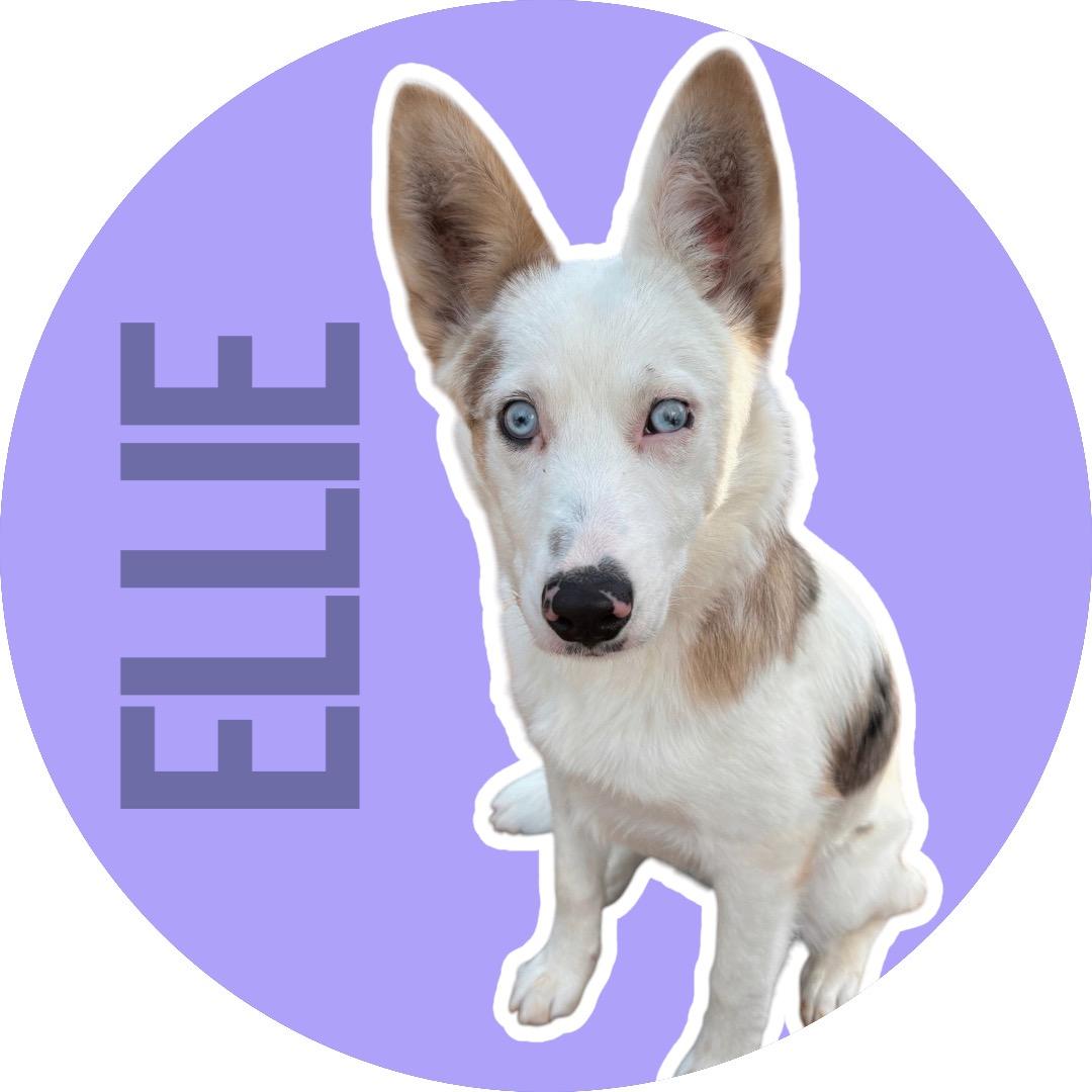 Ellie, Adoptable, Young Female Australian Shepherd.
