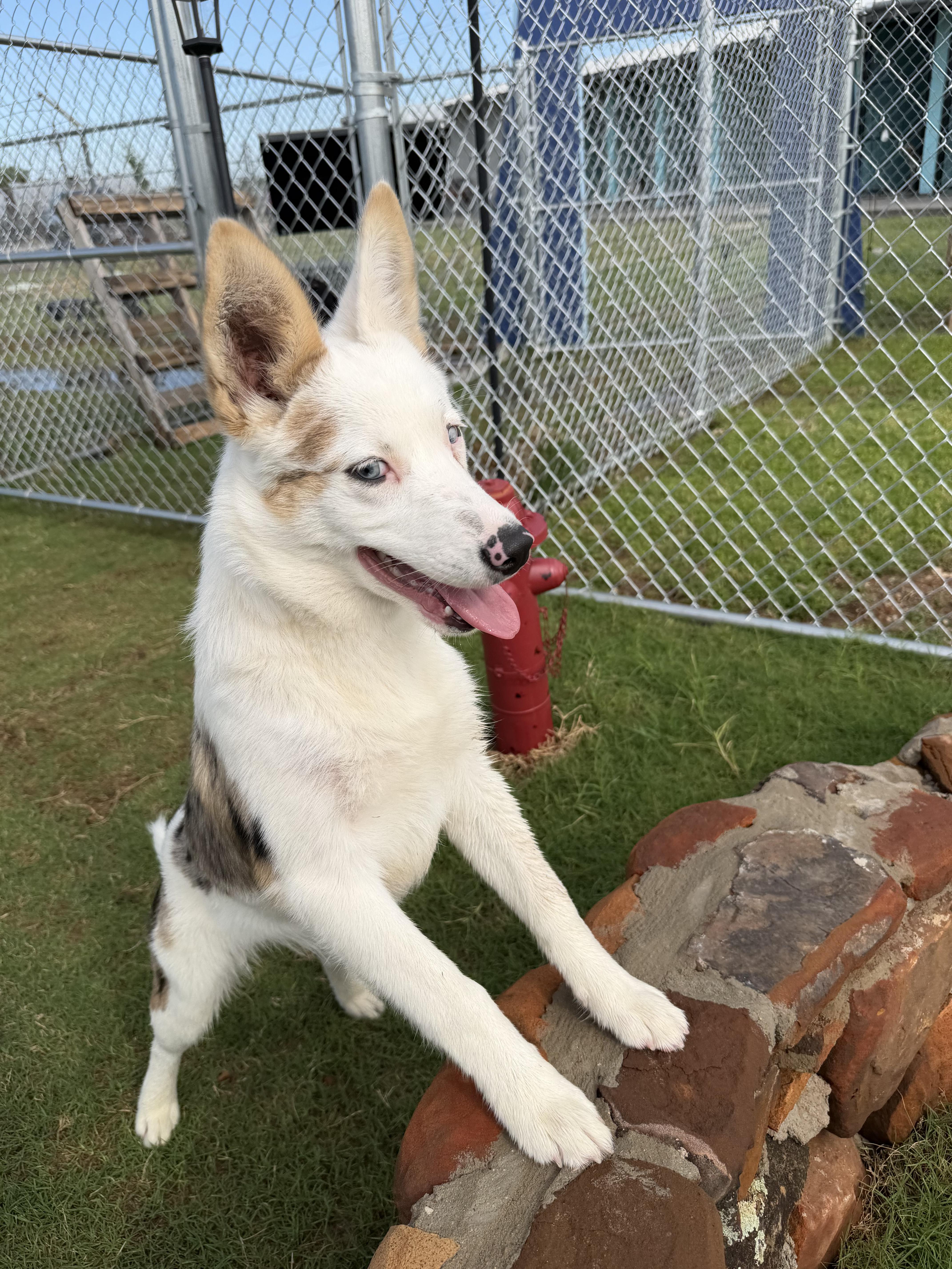 Enlarge Ellie, a Adoptable mixed breed in Evans City, PA image 5/6