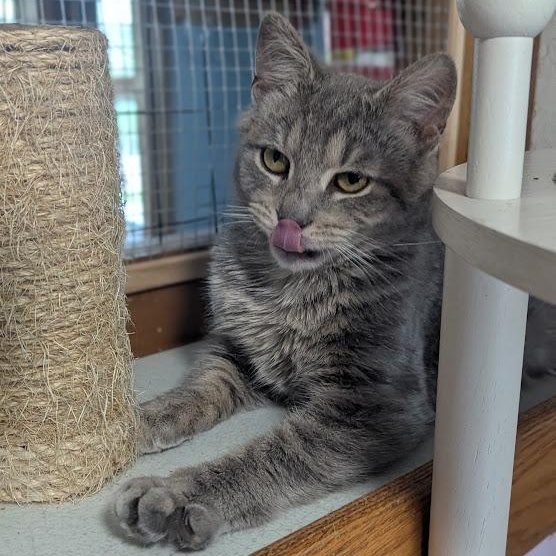 Enlarge Twilight, an adopted mixed breed in Shippenville, PA image 6/6