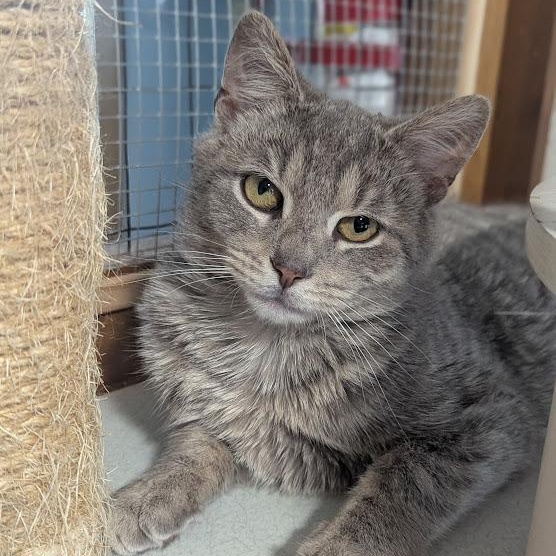 Enlarge Twilight, an adopted mixed breed in Shippenville, PA image 1/6