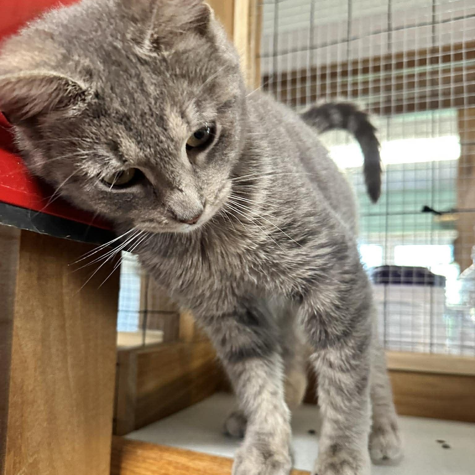 Enlarge Twilight, an adopted mixed breed in Shippenville, PA image 2/6