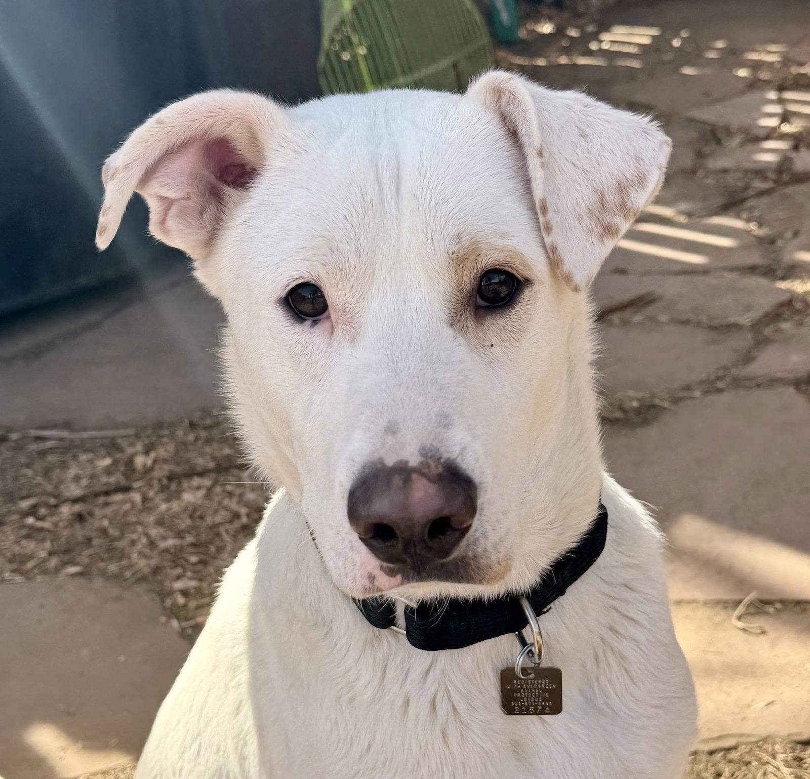 Gus, Adoptable, Adult Male Labrador Retriever & Shepherd.