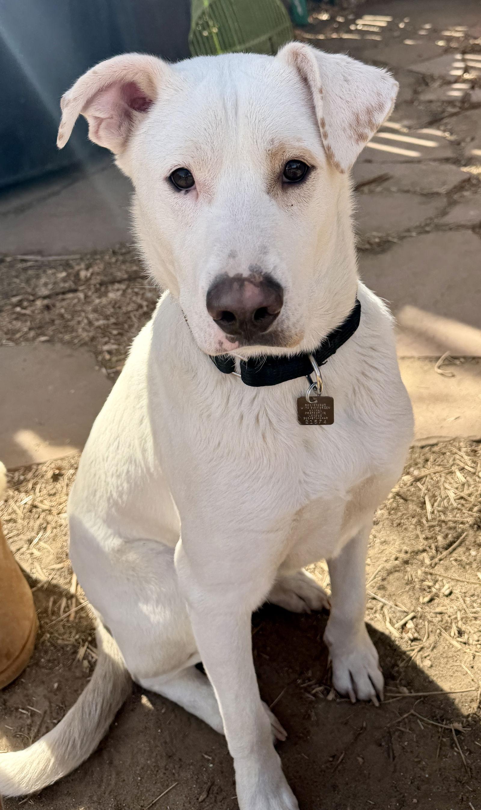Enlarge Gus, a Adoptable mixed breed in Evergreen, CO image 2/3