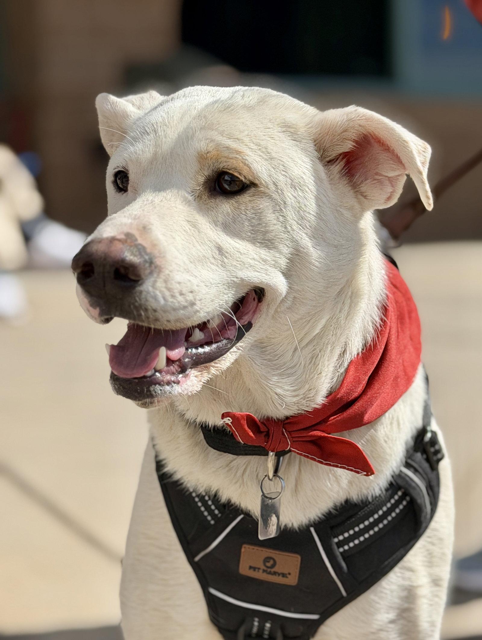 Enlarge Gus, a Adoptable mixed breed in Evergreen, CO image 3/3