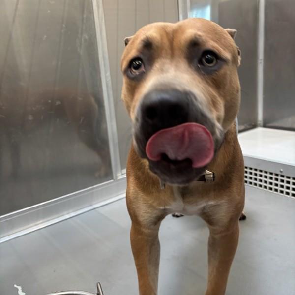 Enlarge Jorge, a Adoptable mixed breed in Des Moines, IA image 2/2