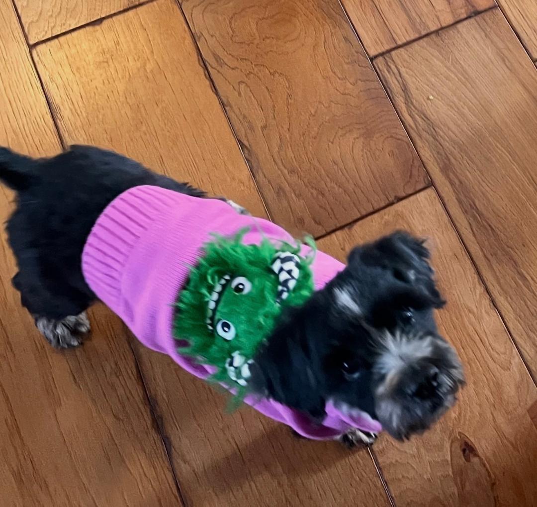 Sol, Adoptable, Adult Female Shih Tzu.