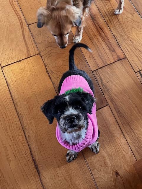 Sol, a Adoptable mixed breed in Albion, NY image 2/3