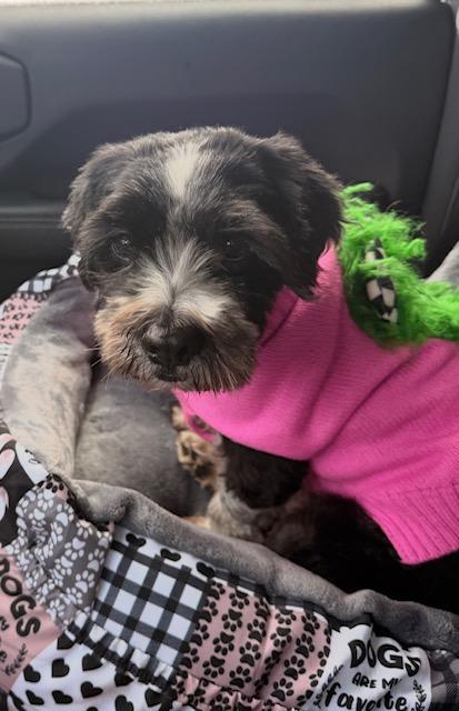 Sol, a Adoptable mixed breed in Albion, NY image 3/3