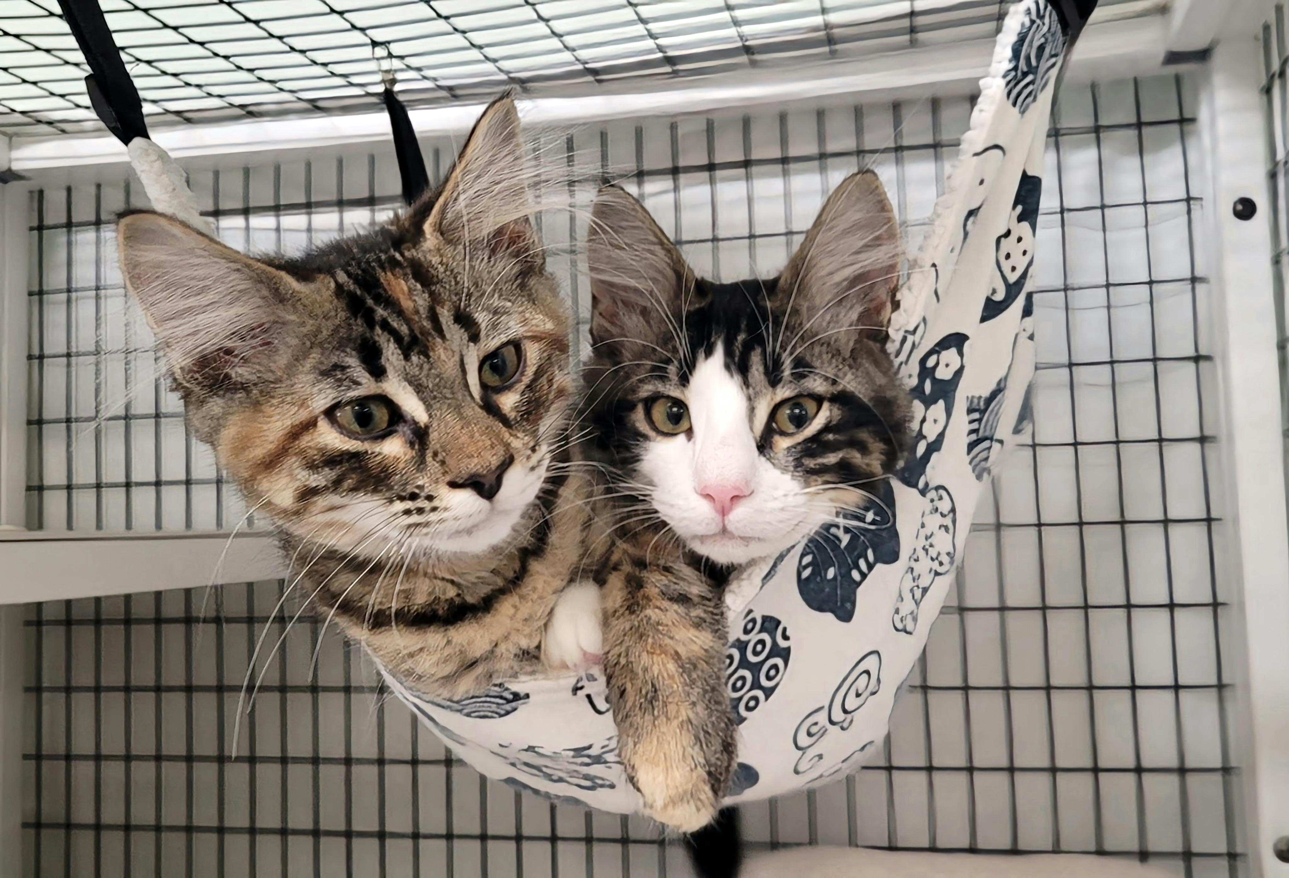 Fanny & Felix, an adopted Domestic Medium Hair in Kirkland, WA image 1/6
