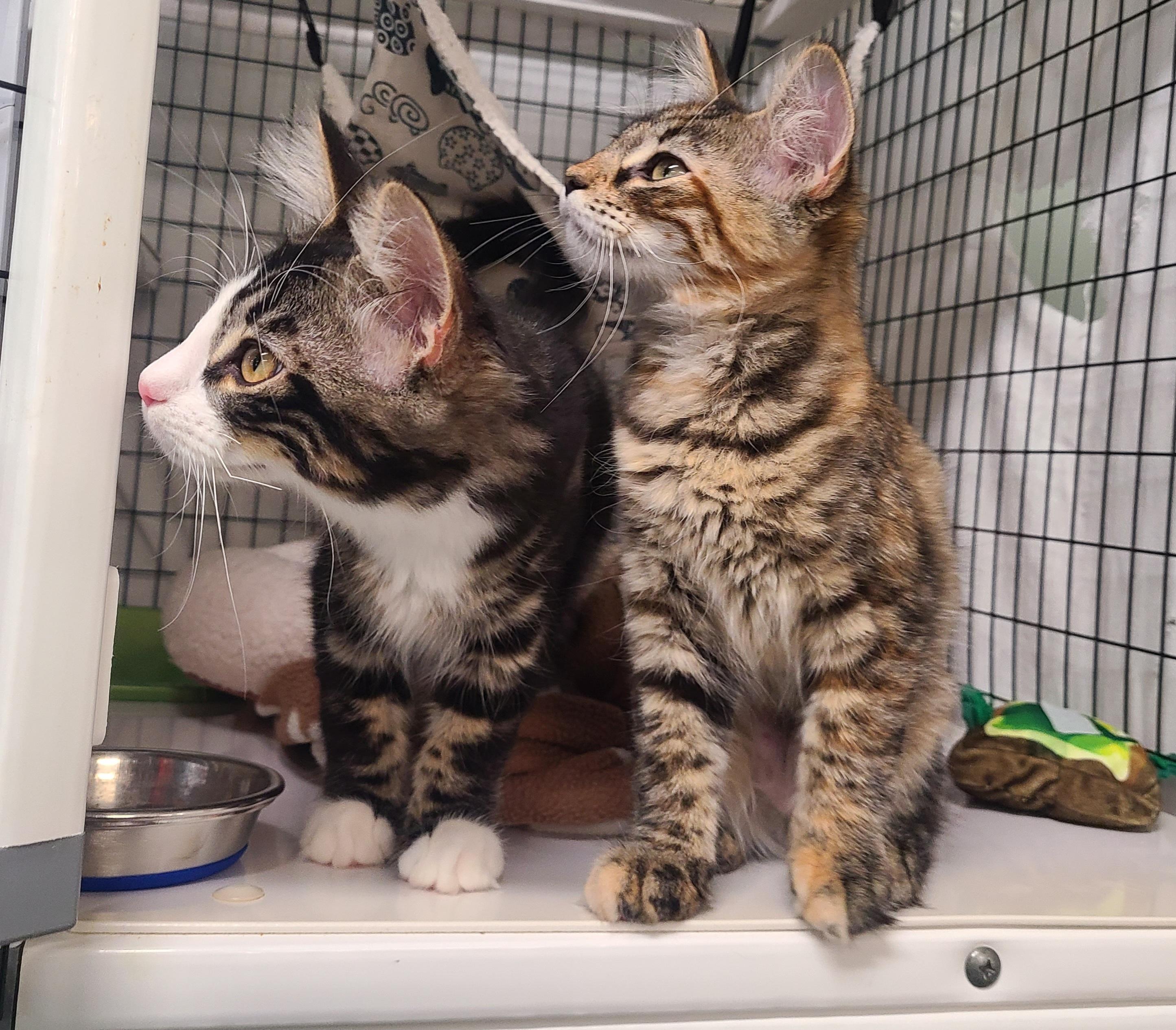 Fanny & Felix, an adopted Domestic Medium Hair in Kirkland, WA image 5/6