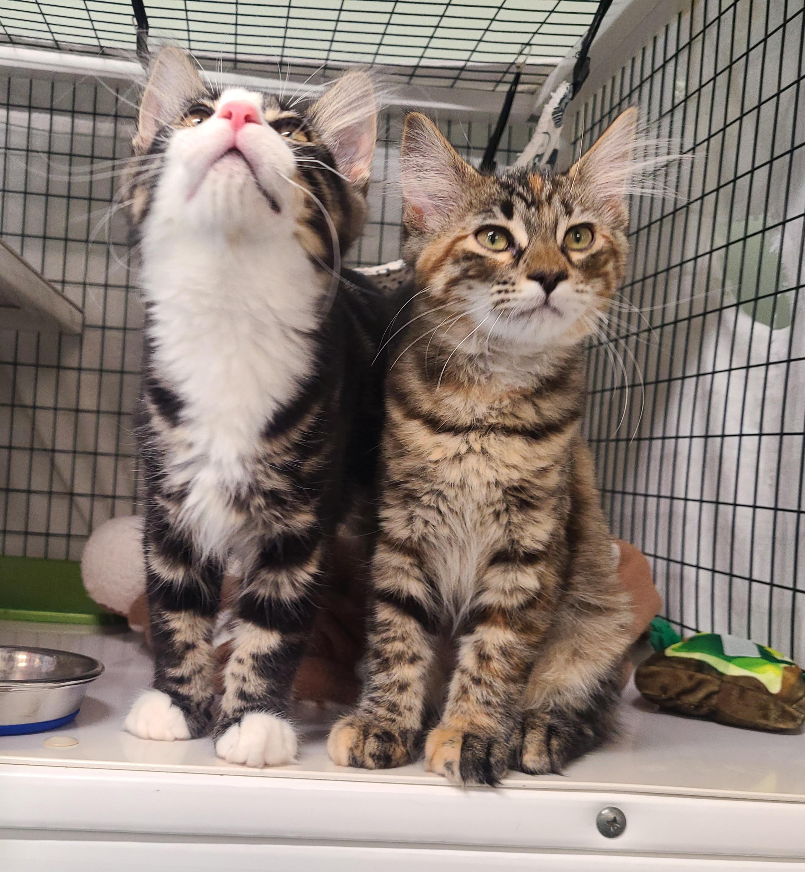 Fanny & Felix, an adopted Domestic Medium Hair in Kirkland, WA image 6/6