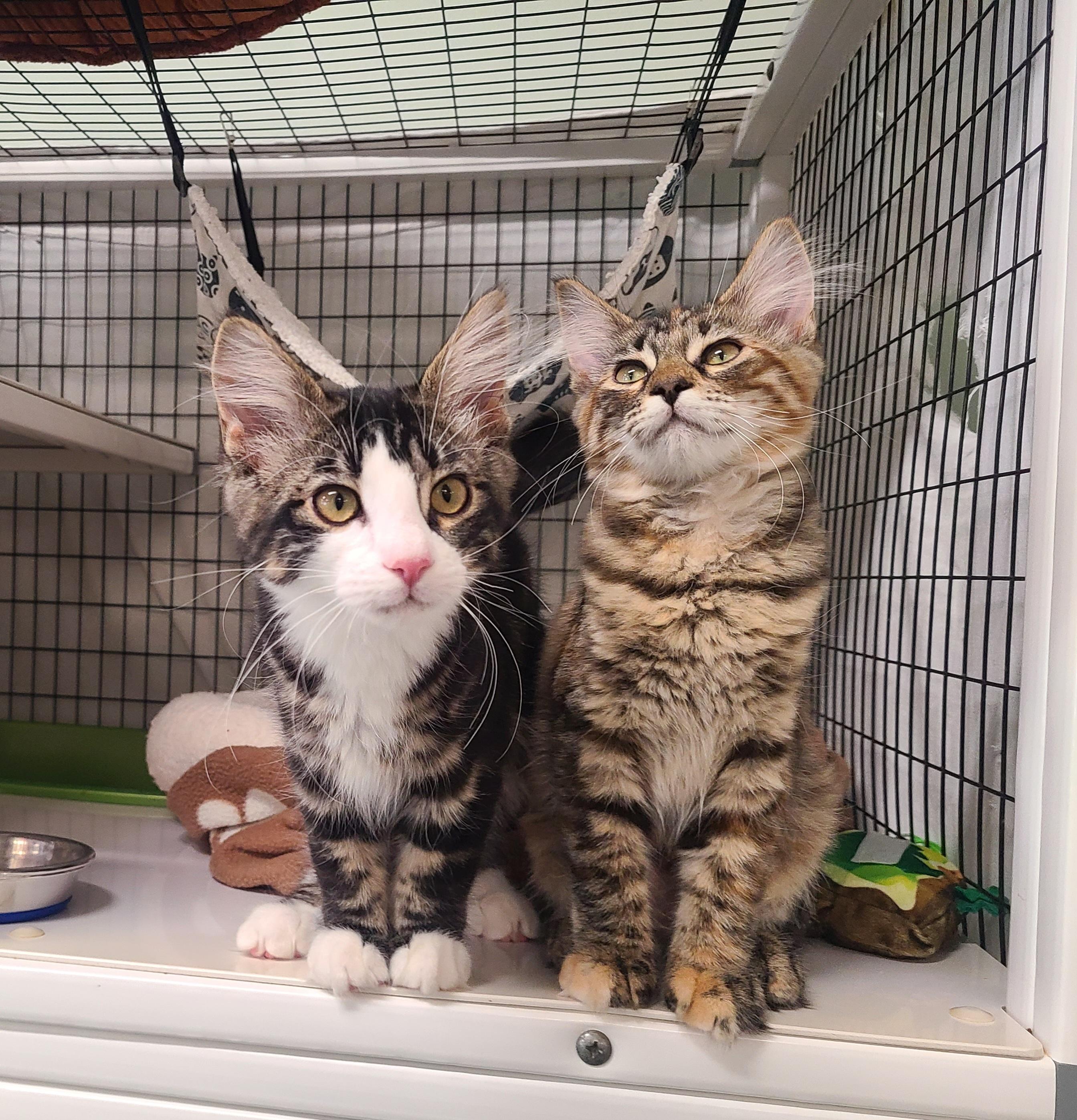 Fanny & Felix, an adopted Domestic Medium Hair in Kirkland, WA image 3/6